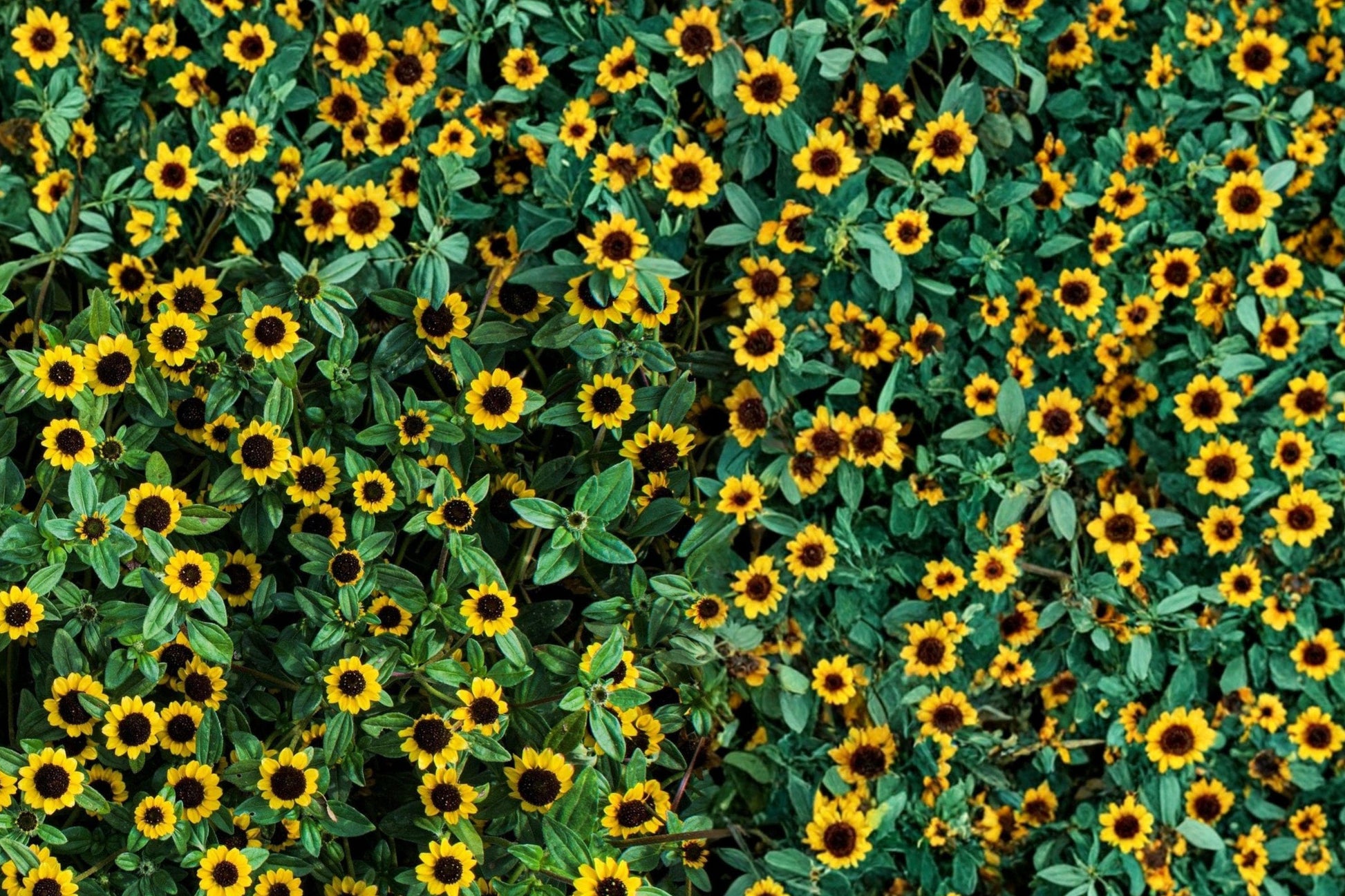 Creeping Zinnia Seeds 150 Sanvitalia procumbens Groundcover Flower Bright Yellow Daisy-Like Blooms
