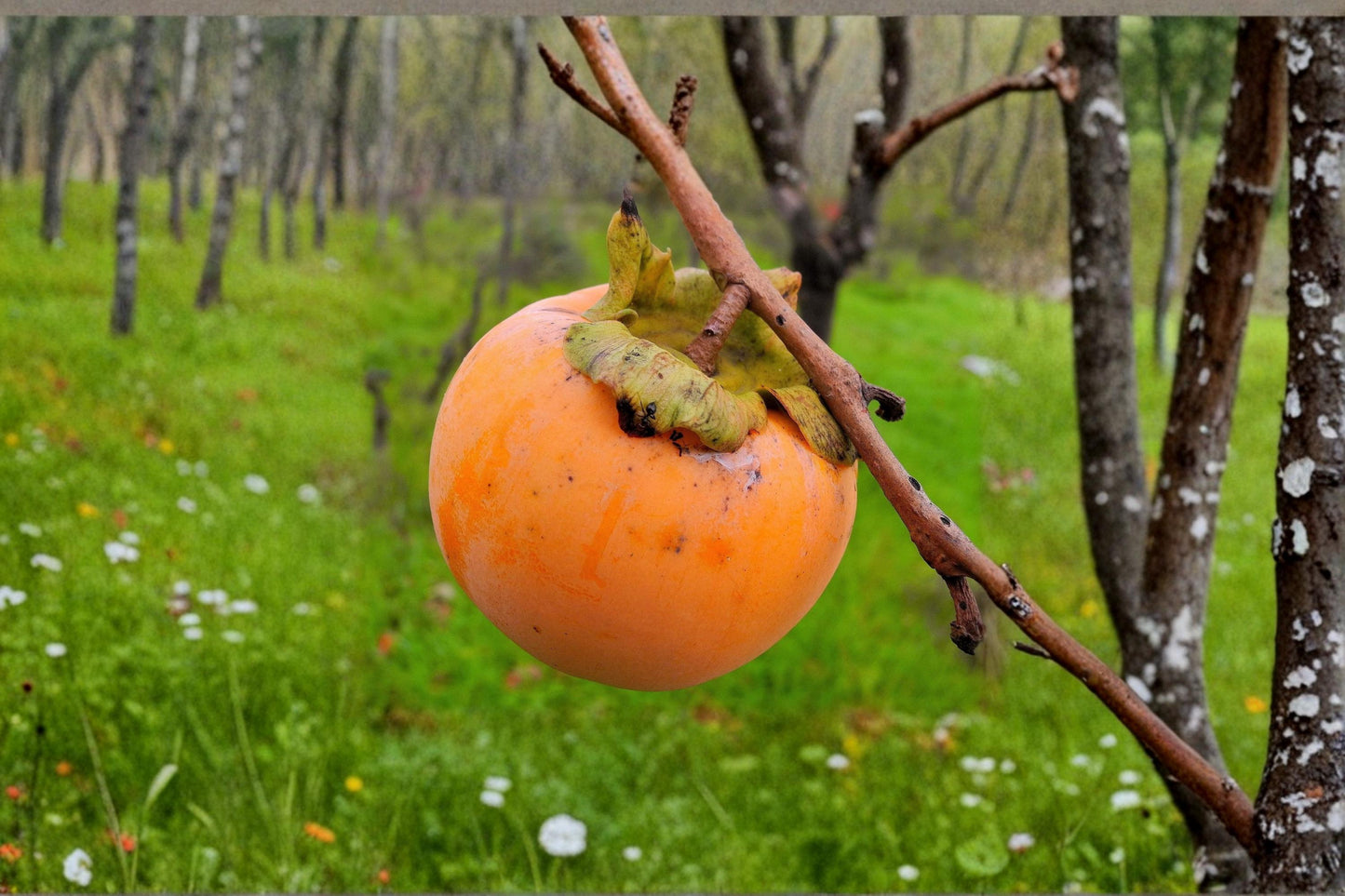 Japanese Persimmon Seeds – Diospyros kaki Fruit Tree for Home Gardens and Orchards
