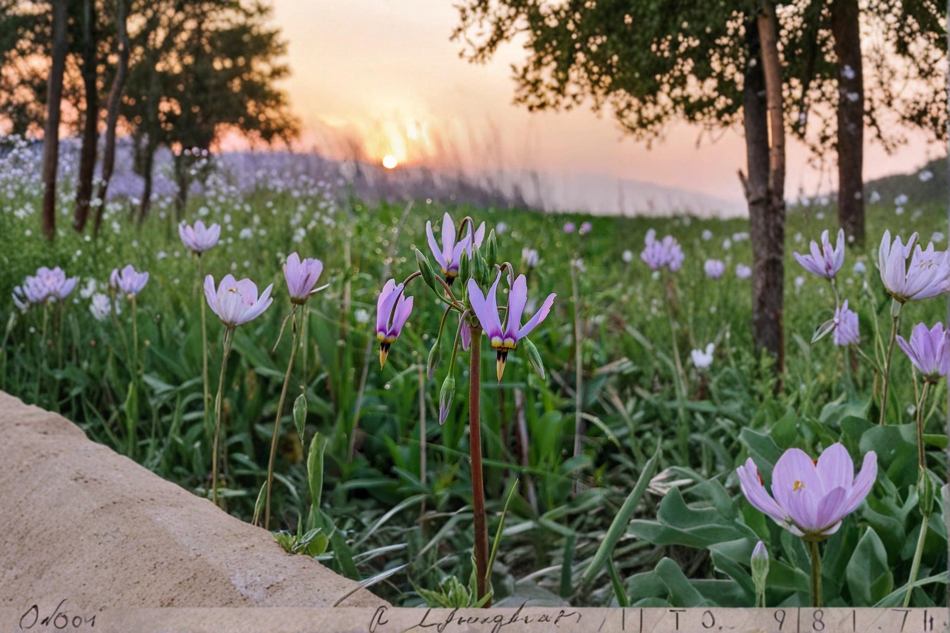 Midland Shooting Star Wildflower Seeds – Dodecatheon meadia Perennial Native Prairie Plant for Pollinator Gardens