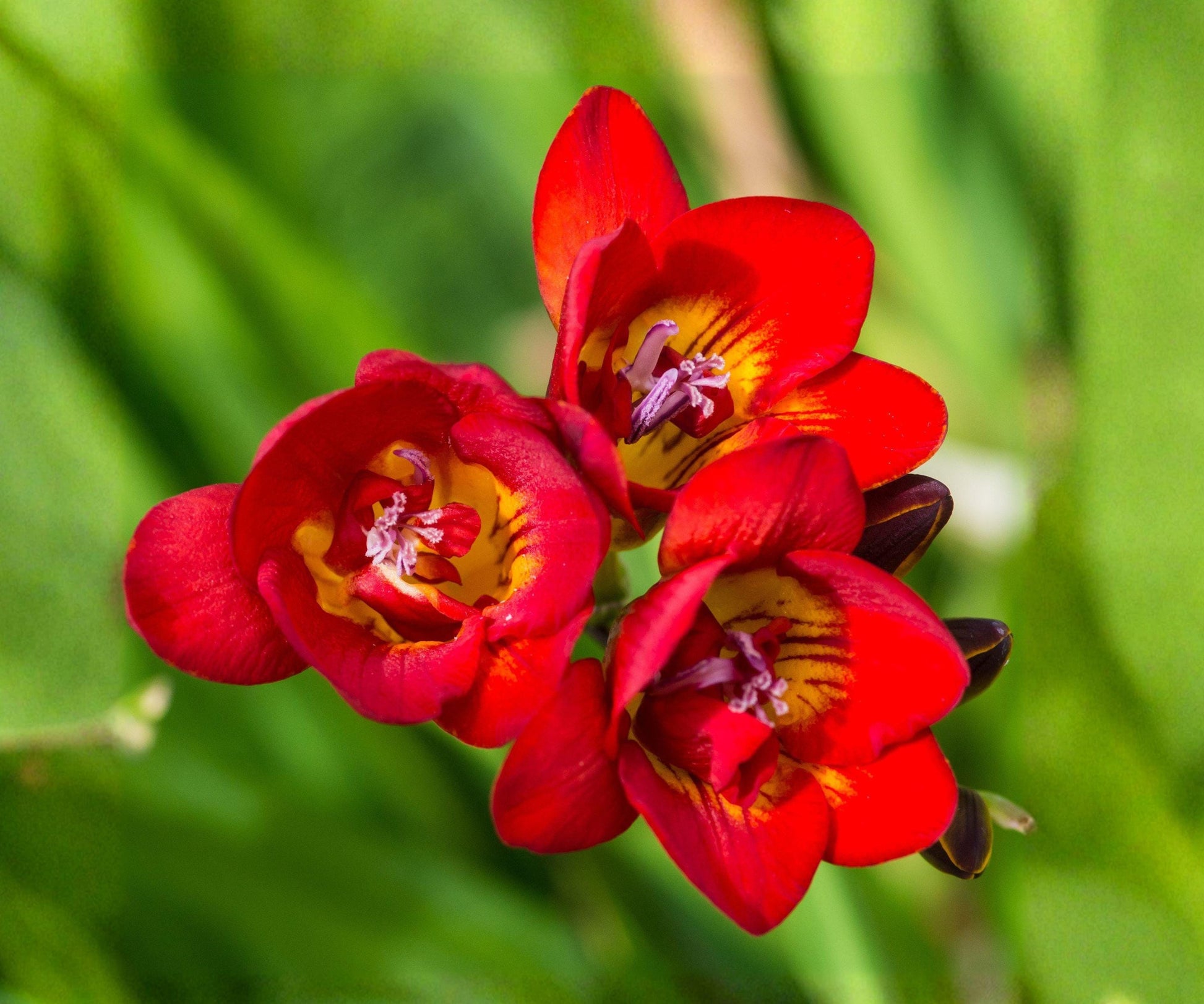 Freesia Double Bicolor Bulbs – Fragrant Red Yellow Spring Flowers for Gardens & Containers – Freesia hybrids