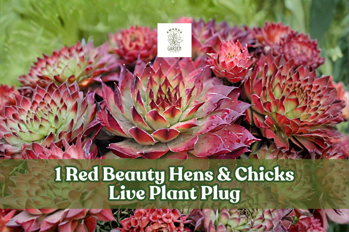Red Beauty Sempervivum Hens & Chicks Live Plant Plug, Succulent Rosette, Hardy Rock Garden Plant