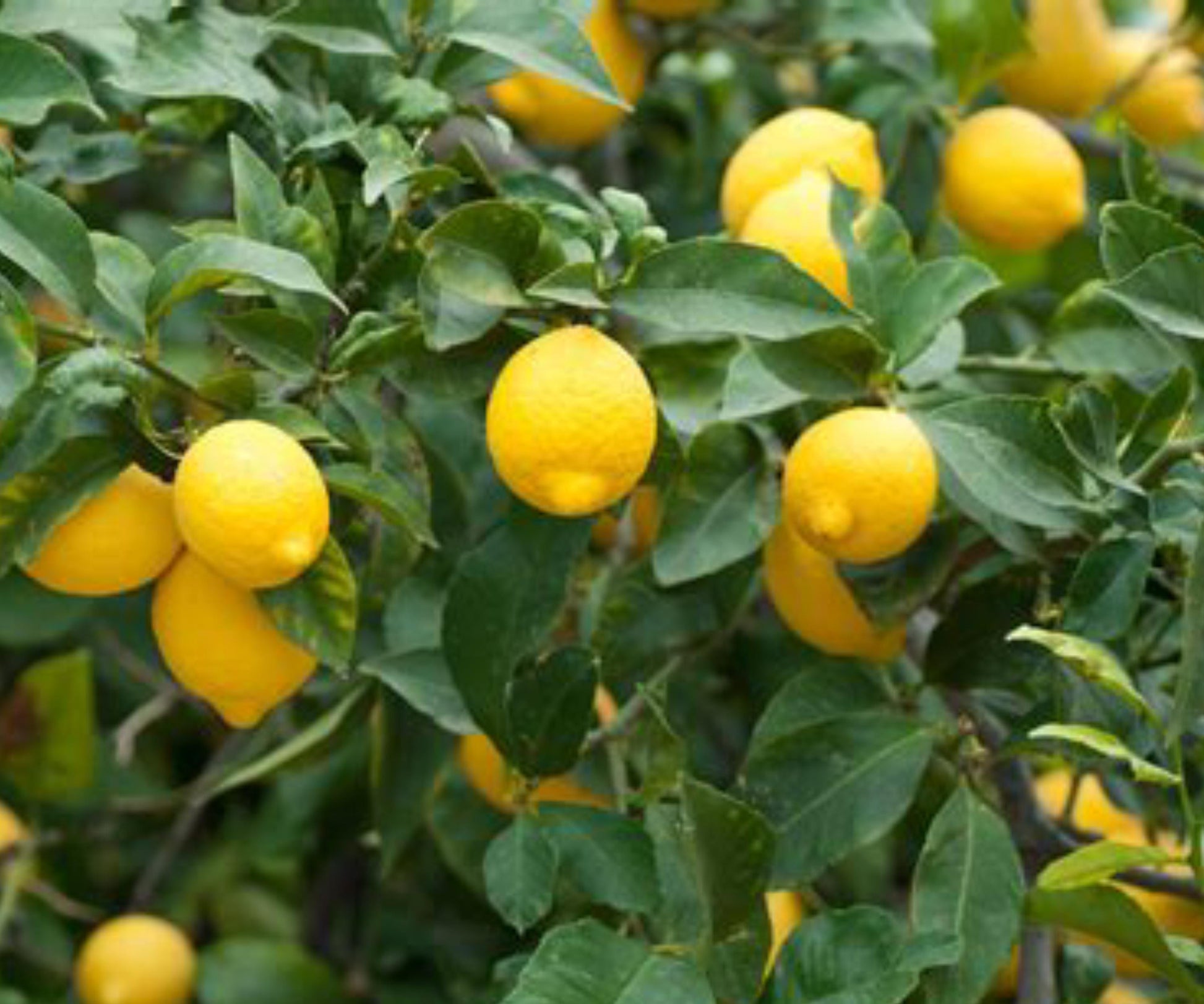 Dwarf Lemon Tree Live Citrus Plant Bare Root Sapling Indoor Outdoor Fruiting, Citrus limon