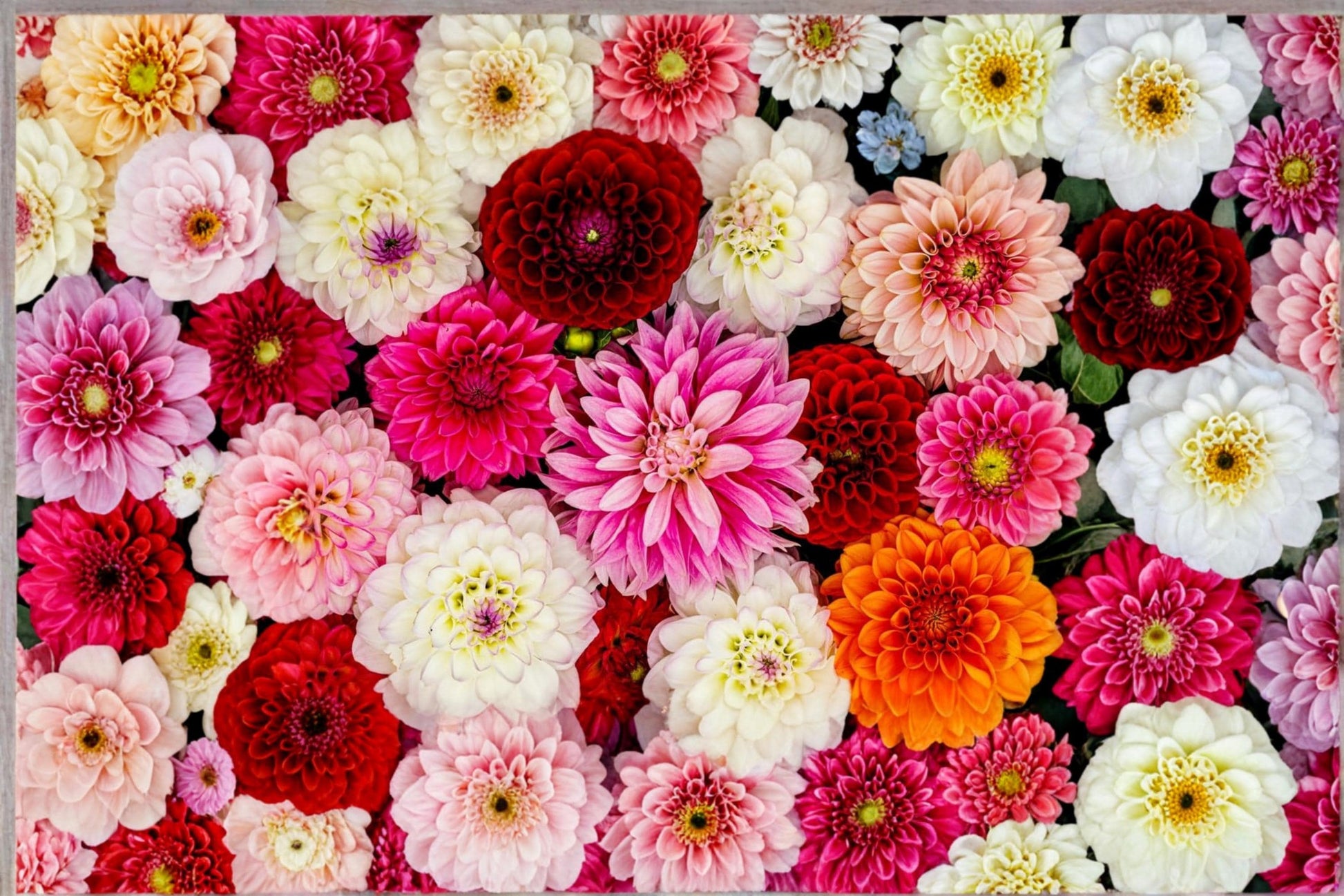 Mixed Dahlia Tuber – Colorful Flowering Ornamental Plant – Dahlia pinnata for Garden Beds & Containers