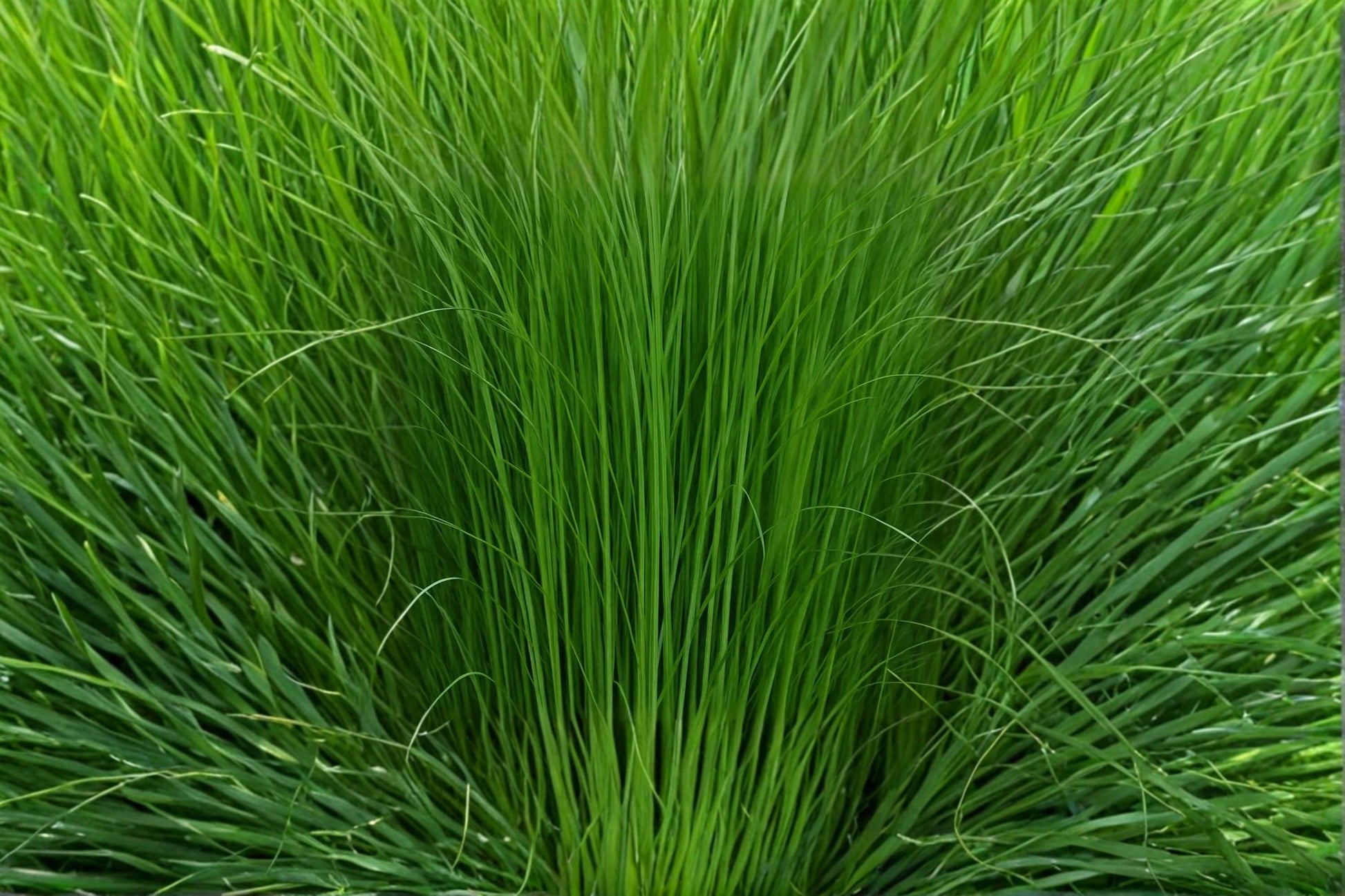Elephant Grass Seeds, Pennisetum purpureum, Ornamental Tall Grass for Landscaping & Privacy Screening