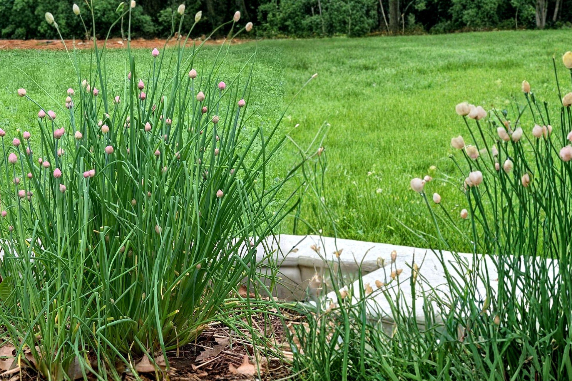 Garlic Chives Seeds 250 Allium tuberosum Perennial Herb, Edible, White Flowers, Full Sun, Culinary & Ornamental Use