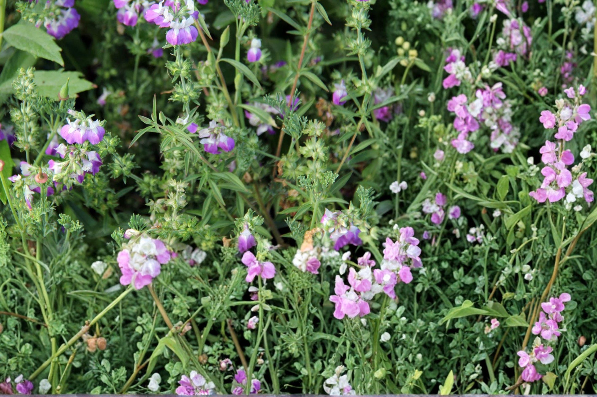 Chinese Houses Seeds – Collinsia heterophylla – Lavender and White Annual Wildflower for Cottage Gardens and Pollinator Gardens