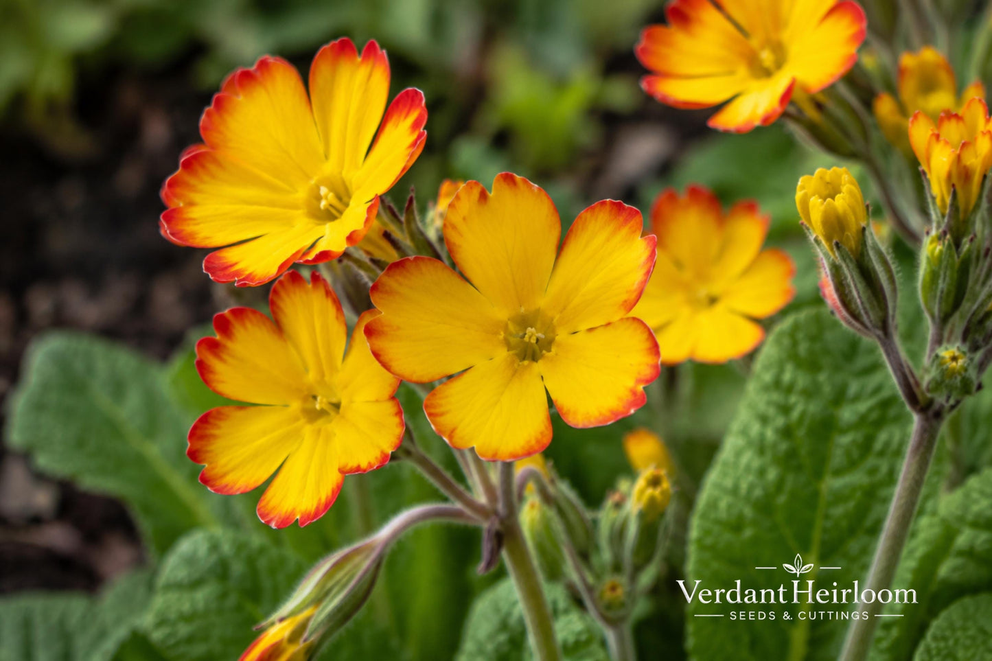 Oakleaf Yellow Picotee Primrose Bare Root Plant – Primula vulgaris 'Oakleaf Yellow Picotee' – Perennial Flowering Plant