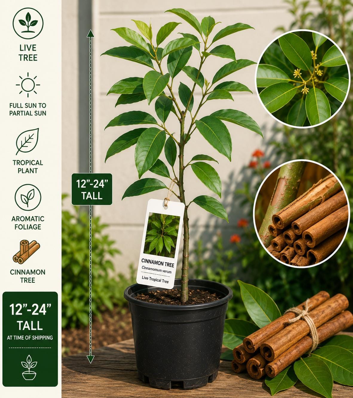 Cinnamon Live Tree – 12-24 Inches Tall – Cinnamomum verum – Aromatic Green Foliage Tropical Plant