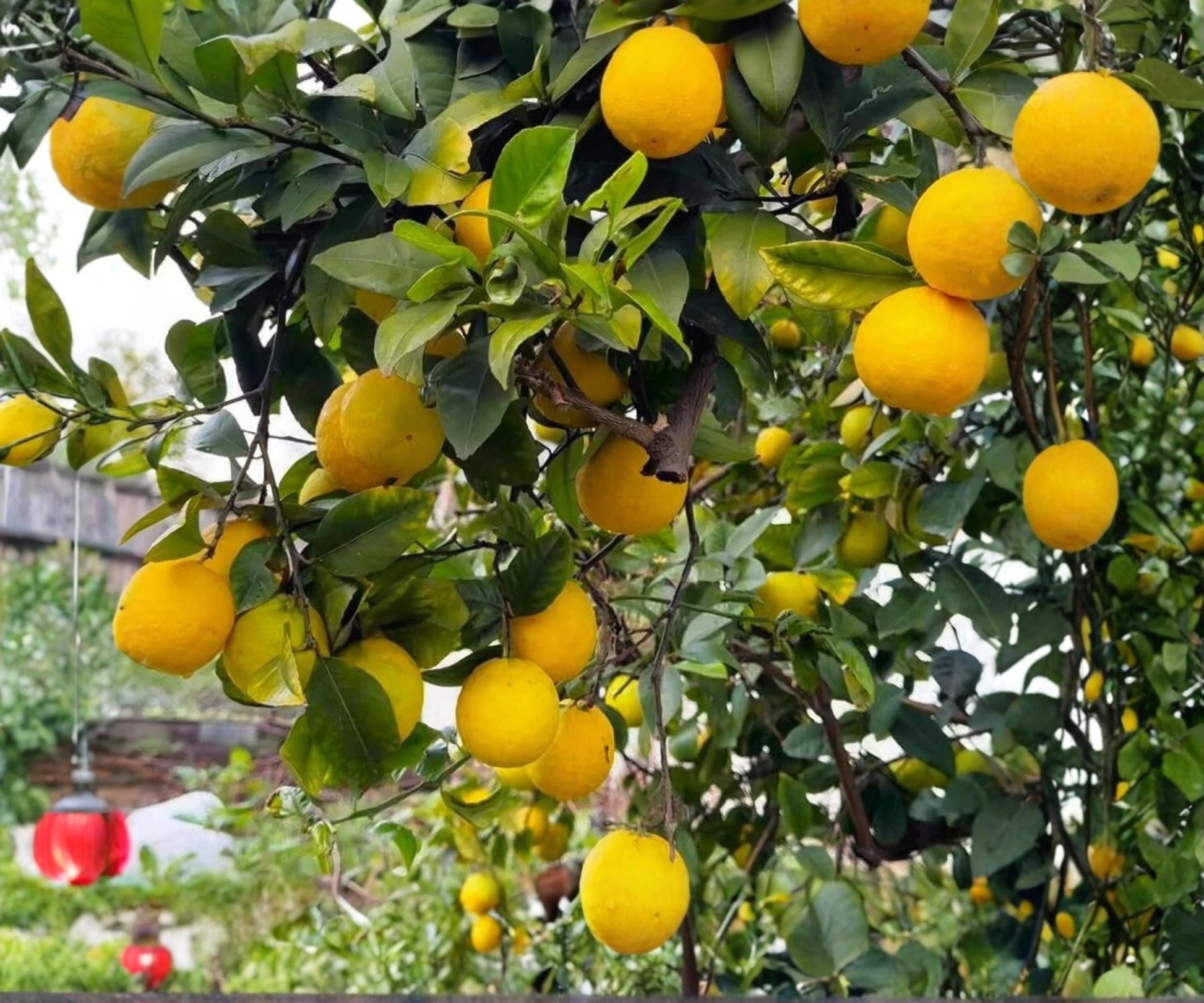 Cold Hardy Lemon Tree Seedlings, Live Citrus Plant for Patio & Garden, Fast Fruiting, Citrus limon