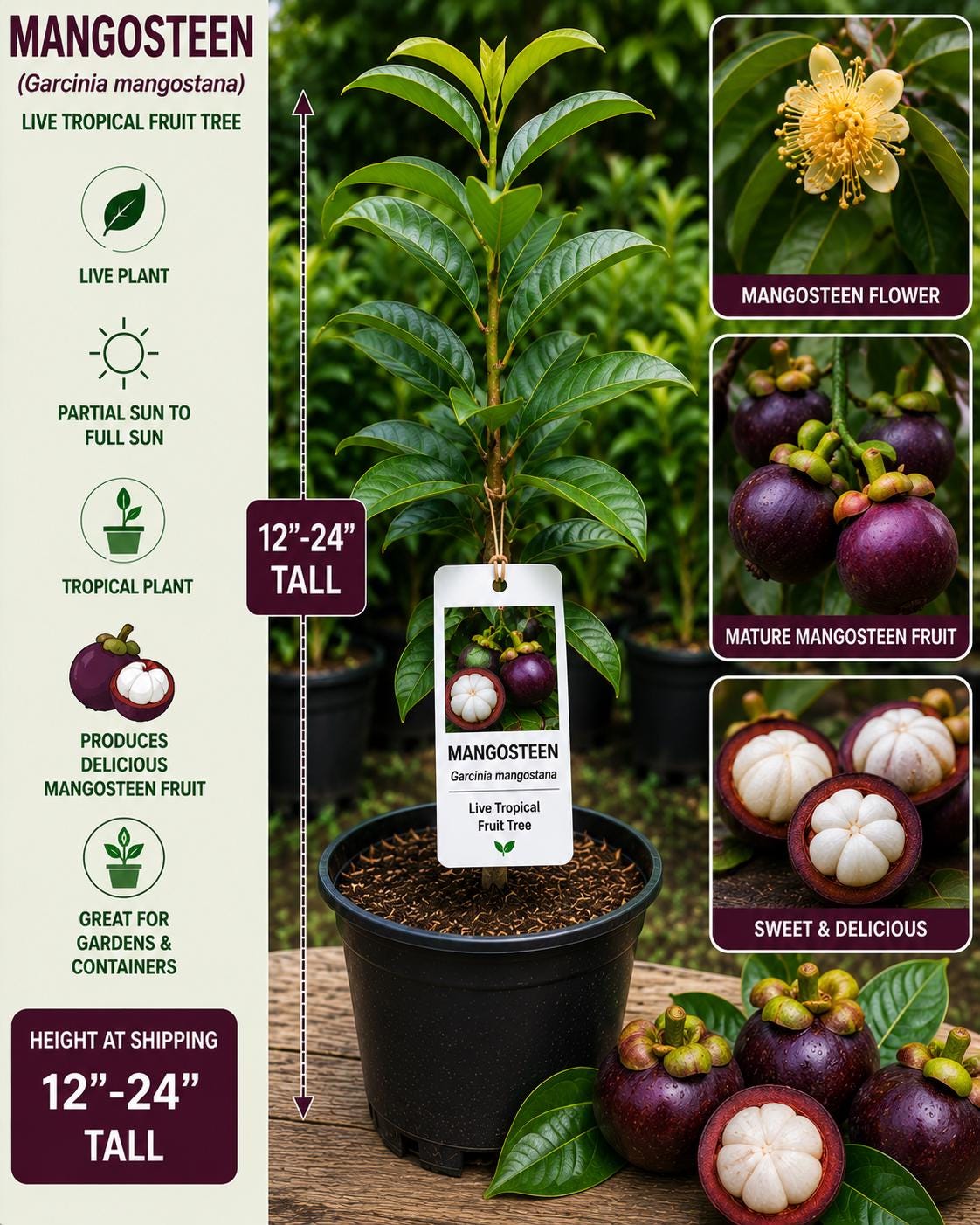 Mangosteen Live Fruit Tree – Garcinia mangostana – Tropical Edible Landscape Plant – 12–24 Inches Tall