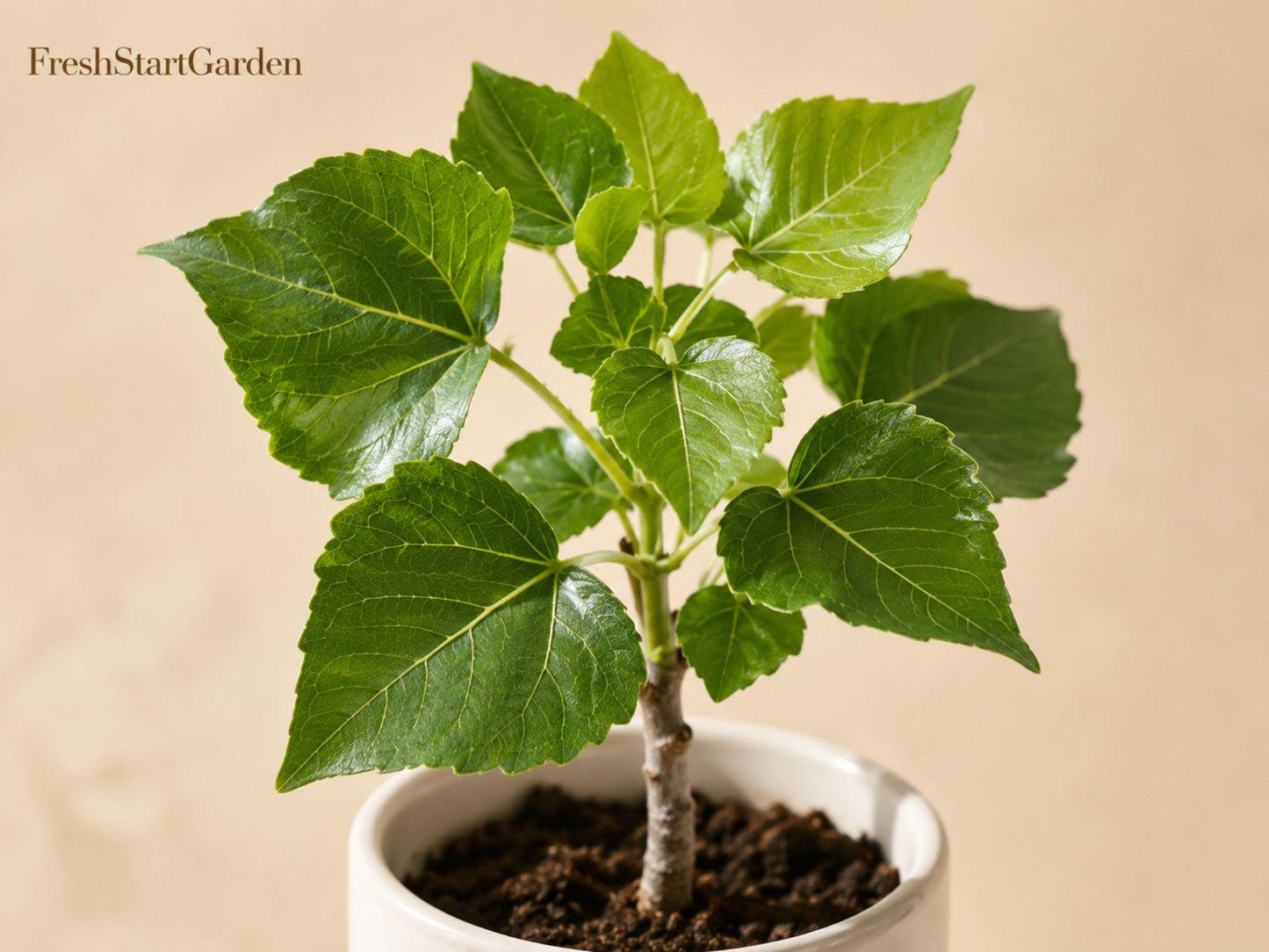 Cottonwood Tree Seedlings – Populus deltoides Deciduous Shade Tree for Landscaping and Restoration