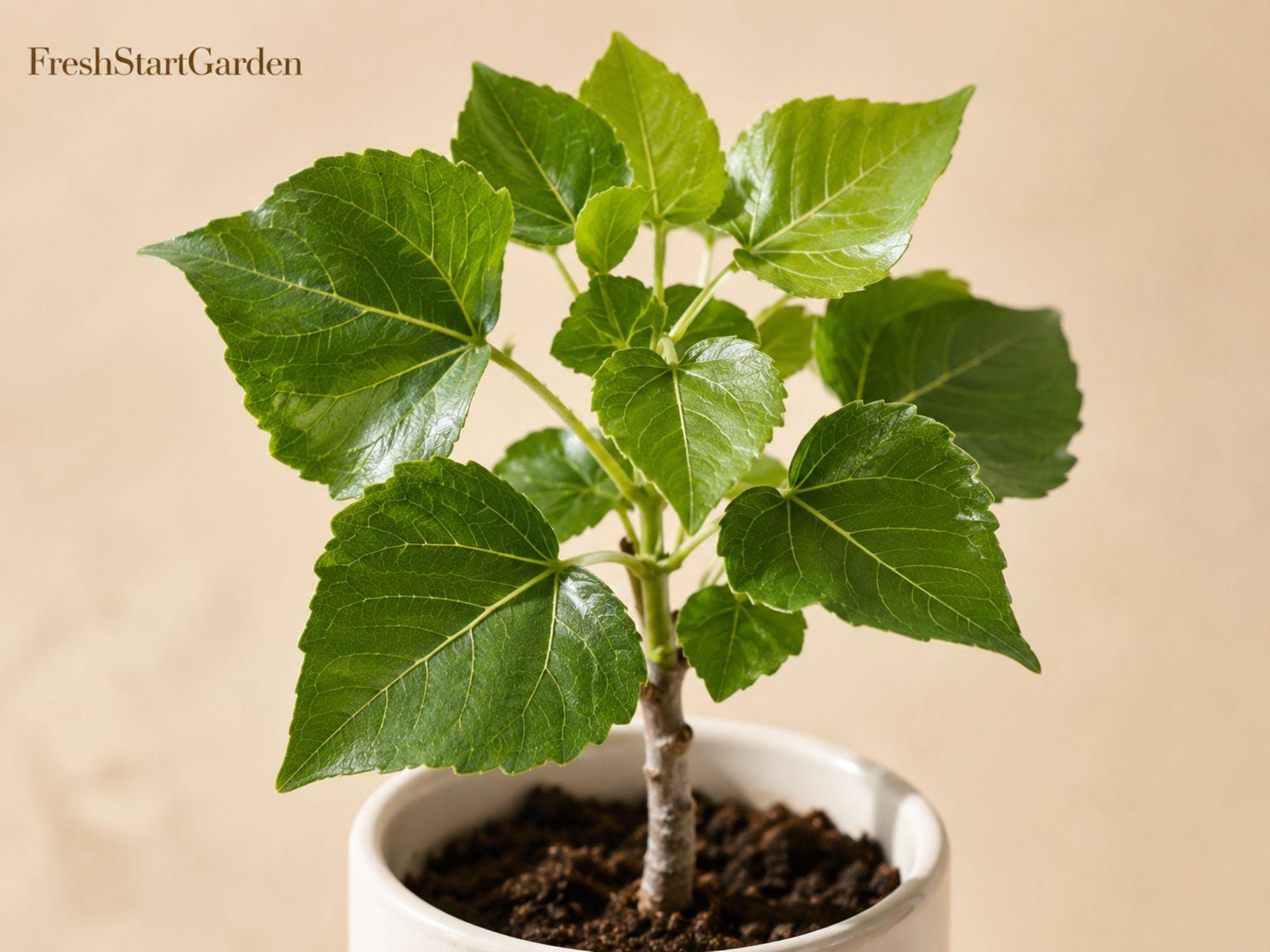 Cottonwood Tree Seedlings – Populus deltoides Deciduous Shade Tree for Landscaping and Restoration