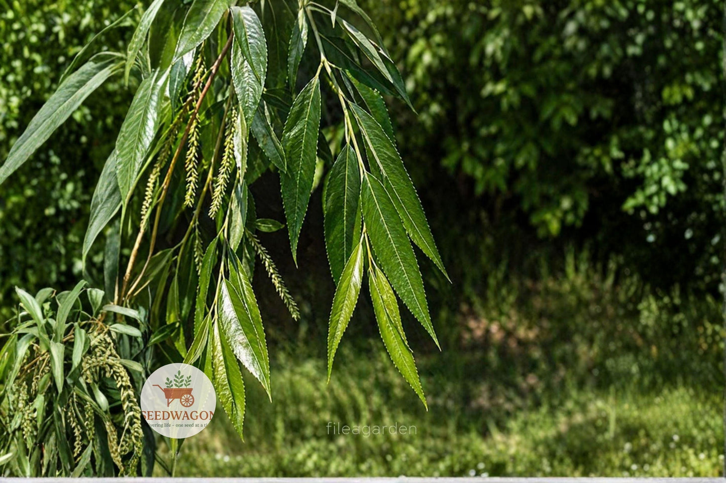 Black Willow cuttings, Salix nigra, tree propagation, native tree seeds, deciduous tree cuttings, wildlife garden plant, waterside tree, fast-growing tree, shade tree, privacy screen, outdoor landscape, riparian planting, fresh tree cuttings