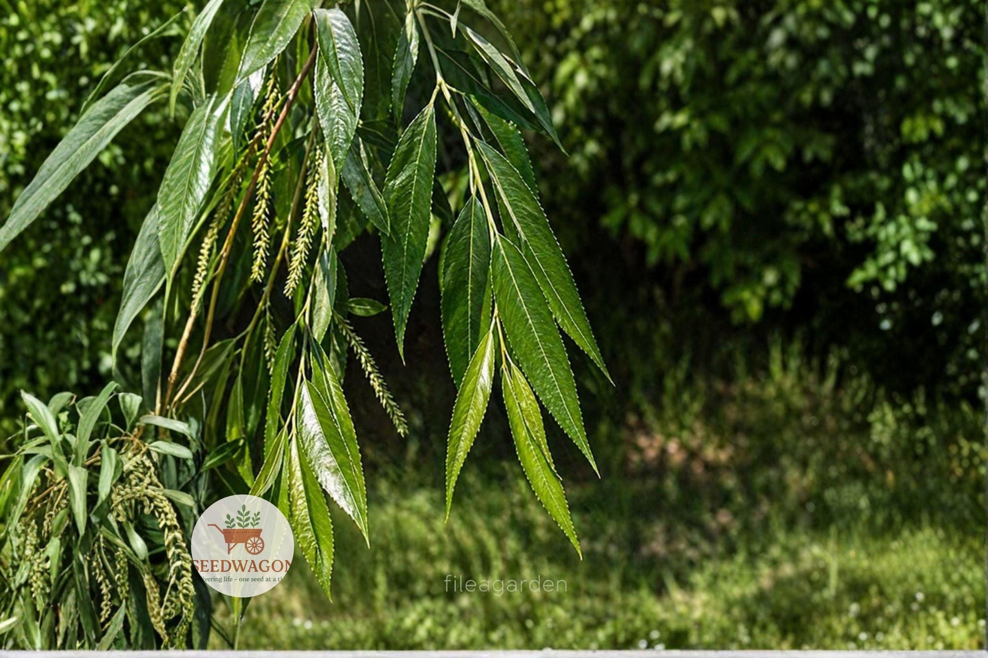 Black Willow cuttings, Salix nigra, tree propagation, native tree seeds, deciduous tree cuttings, wildlife garden plant, waterside tree, fast-growing tree, shade tree, privacy screen, outdoor landscape, riparian planting, fresh tree cuttings