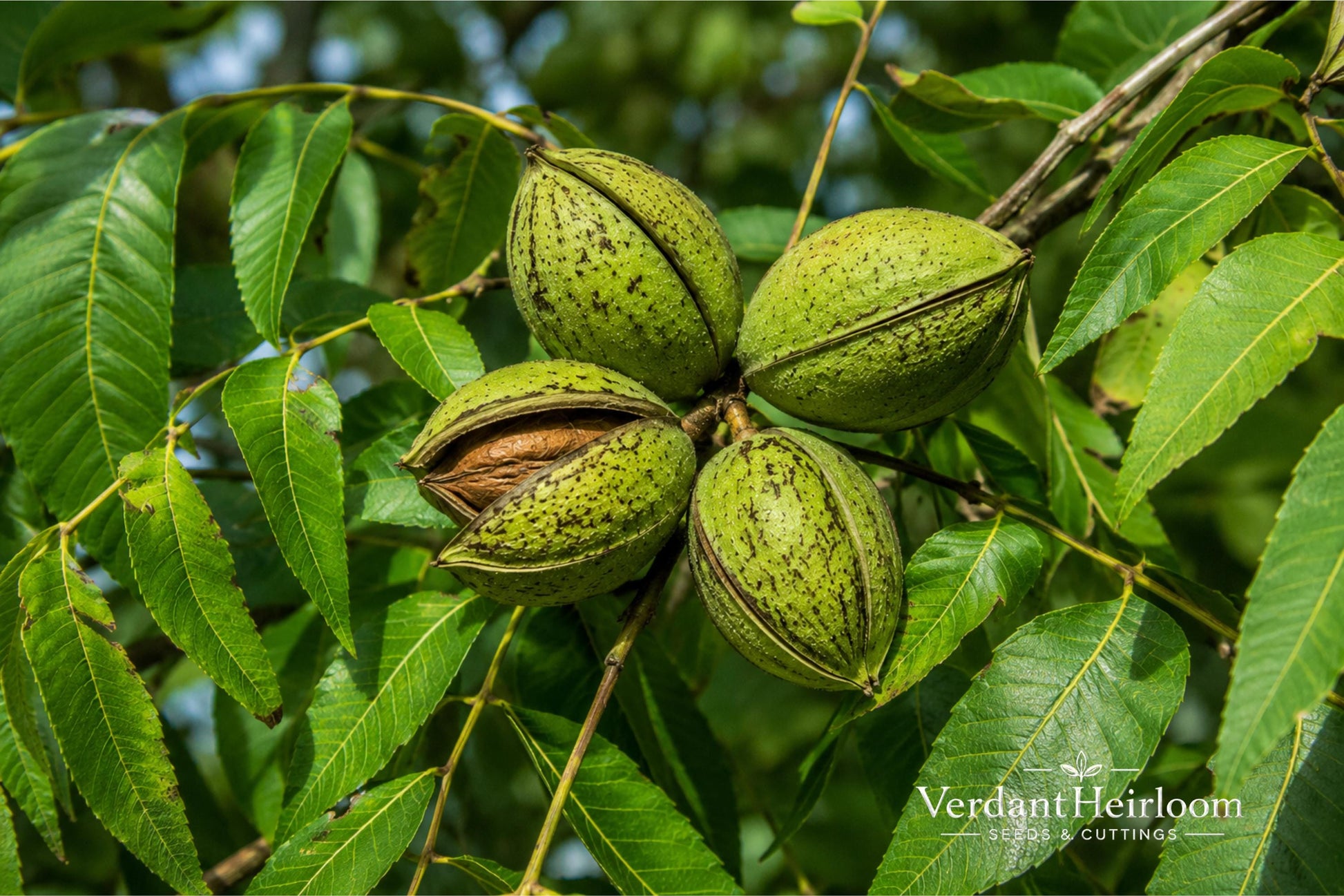 Pecan Tree Bare Root 2 Pack – Carya illinoinensis Nut Trees for Landscaping and Orchard Growth