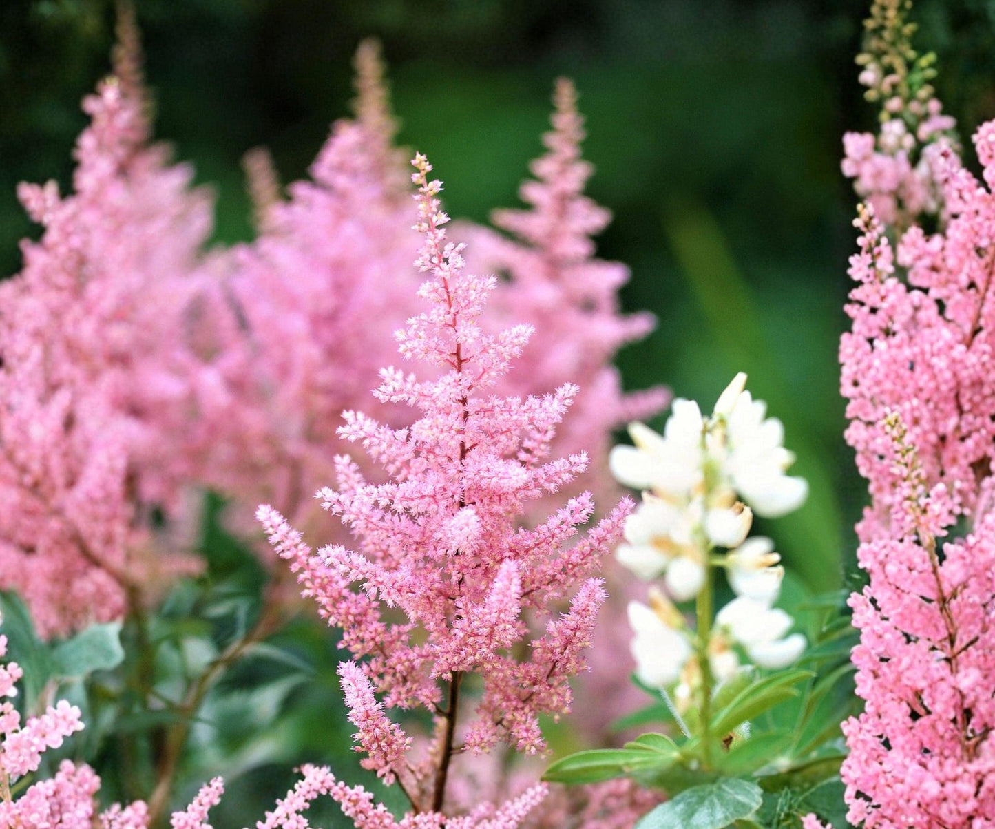 Astilbe Europa Bare Root Plant - Baby Pink Shade Perennial Flowers for Shade Gardens, Zone 4-9