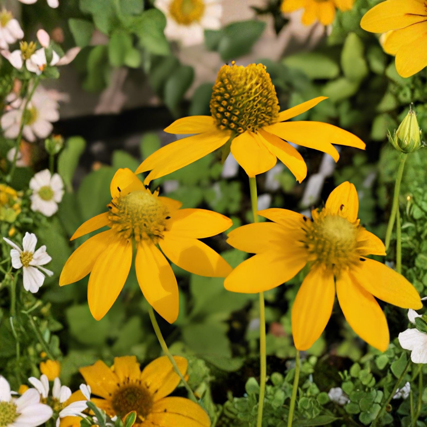 Cut-Leaf Coneflower Seeds | Rudbeckia laciniata | Wild Golden Glow Native Wildflower | Pollinator-Friendly Perennial | 50 Seeds
