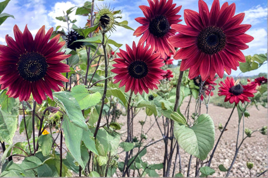 Chocolate Cherry Sunflower Seeds – Helianthus annuus Annual Burgundy Flower, 40 Seeds
