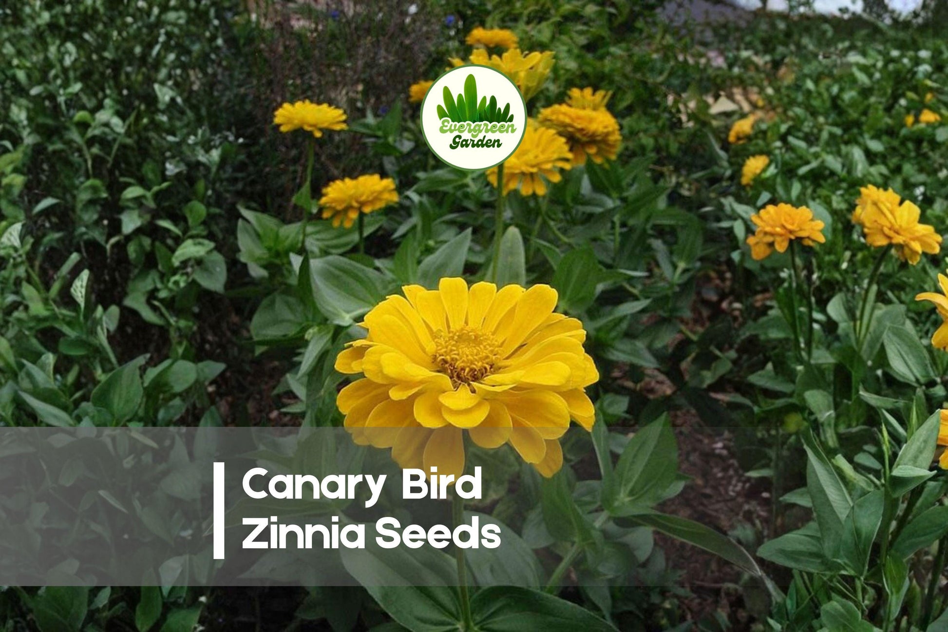 Canary Bird Zinnia Seeds, Bright Yellow, Annual Flower, Zinnia elegans, 100+ Seeds for Garden Beds, Borders & Cut Flowers