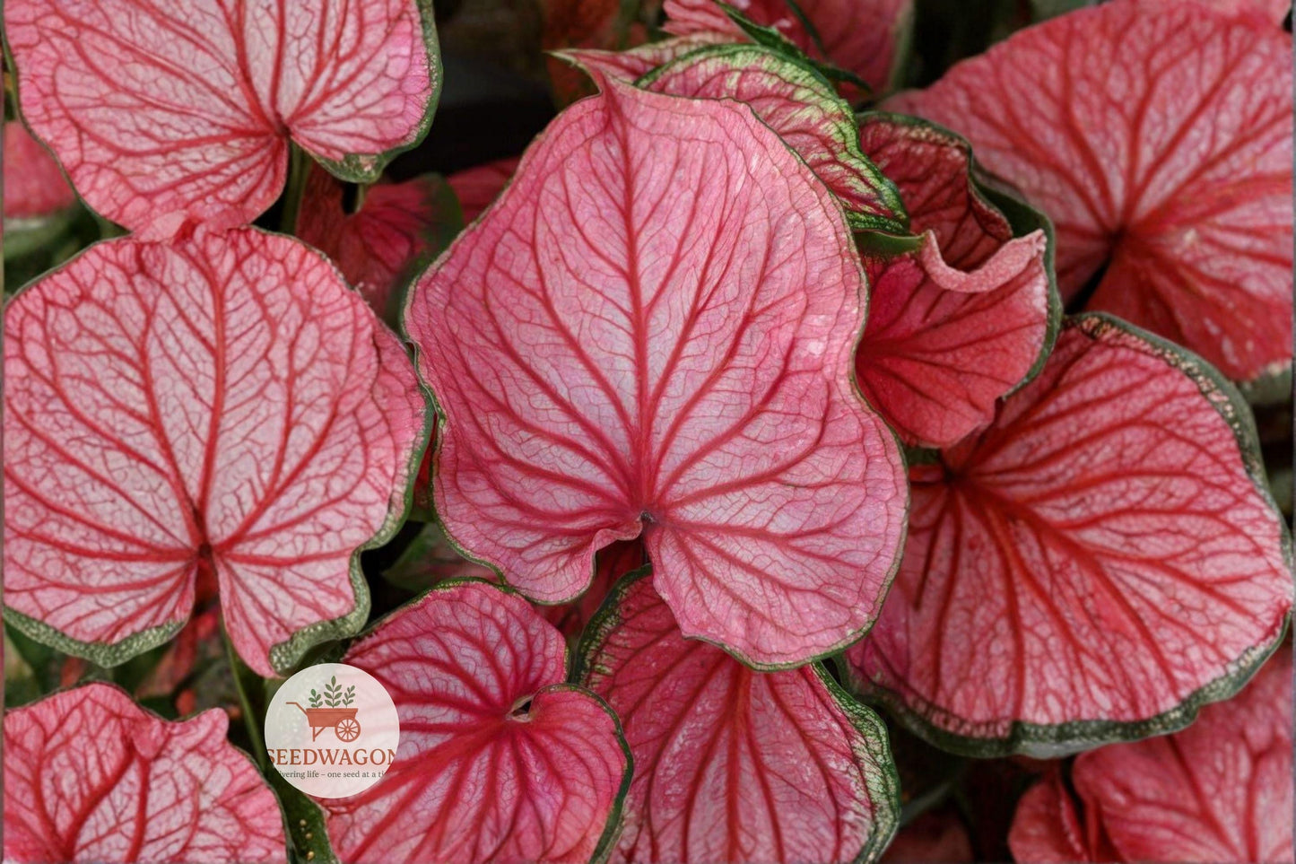 caladium bulbs, pink caladium, tropical foliage plant, shade garden plant, container plant, pink leaves, garden tubers, decorative foliage, tropical landscape, shade garden decor, colorful garden plant, heart-shaped leaves, outdoor container plant