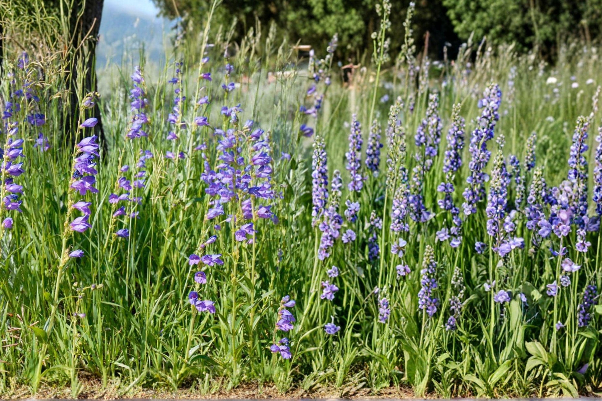 Rocky Mountain Penstemon Seeds – Blue Perennial Flower, Penstemon strictus, Hardy Wildflower for Gardens and Borders
