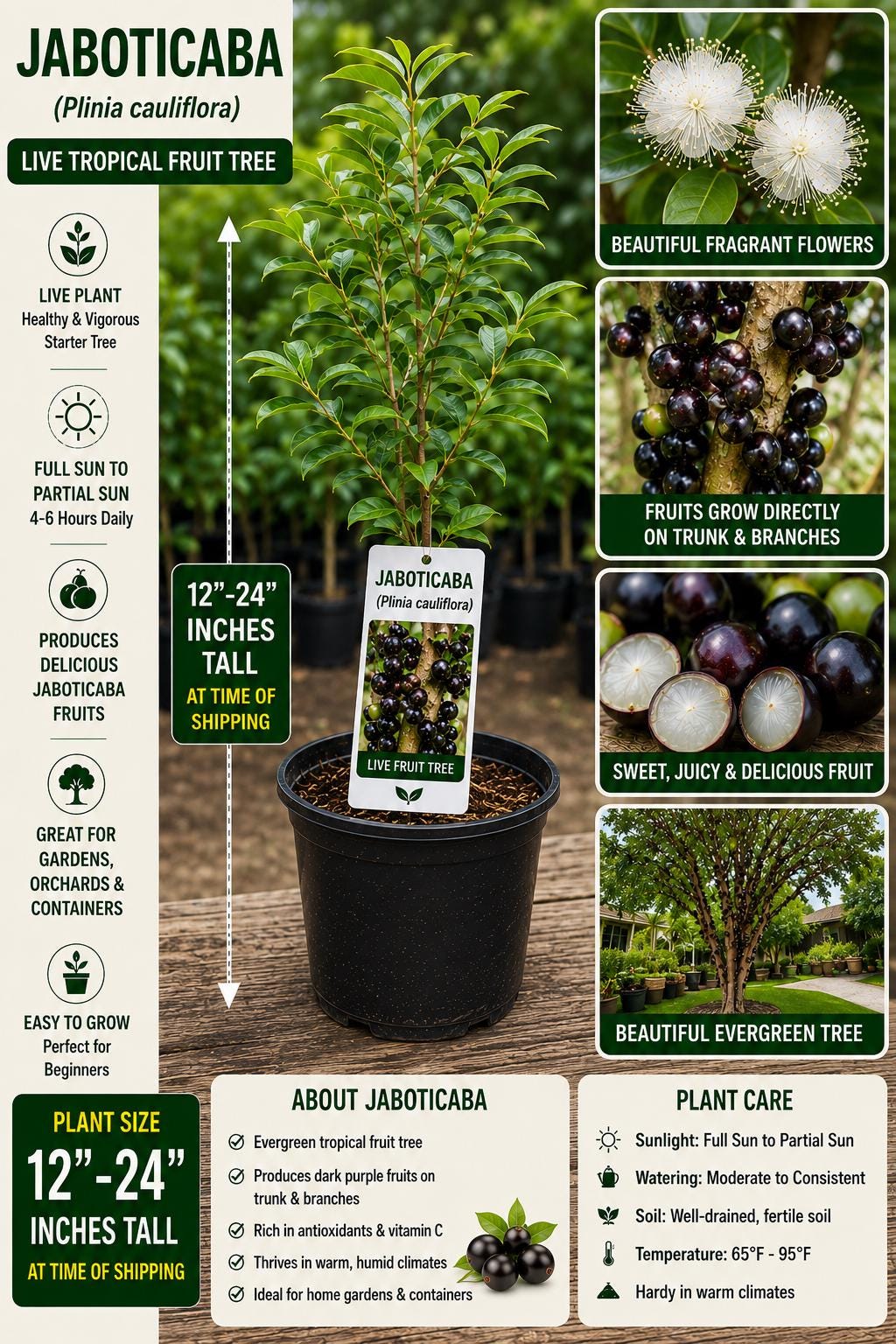 Jaboticaba Live Fruit Tree 12–24 Inches Tall – Plinia cauliflora – Tropical Edible Tree for Gardens