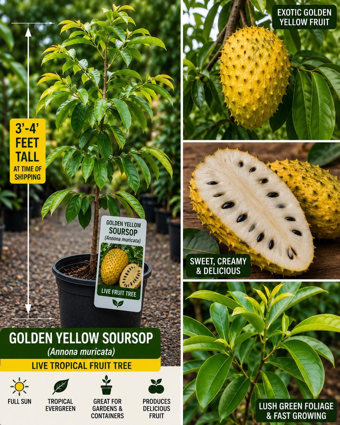 Golden Yellow Soursop Live Fruit Tree – Annona muricata – Tropical Edible Landscape Plant, 3-4 Feet Tall