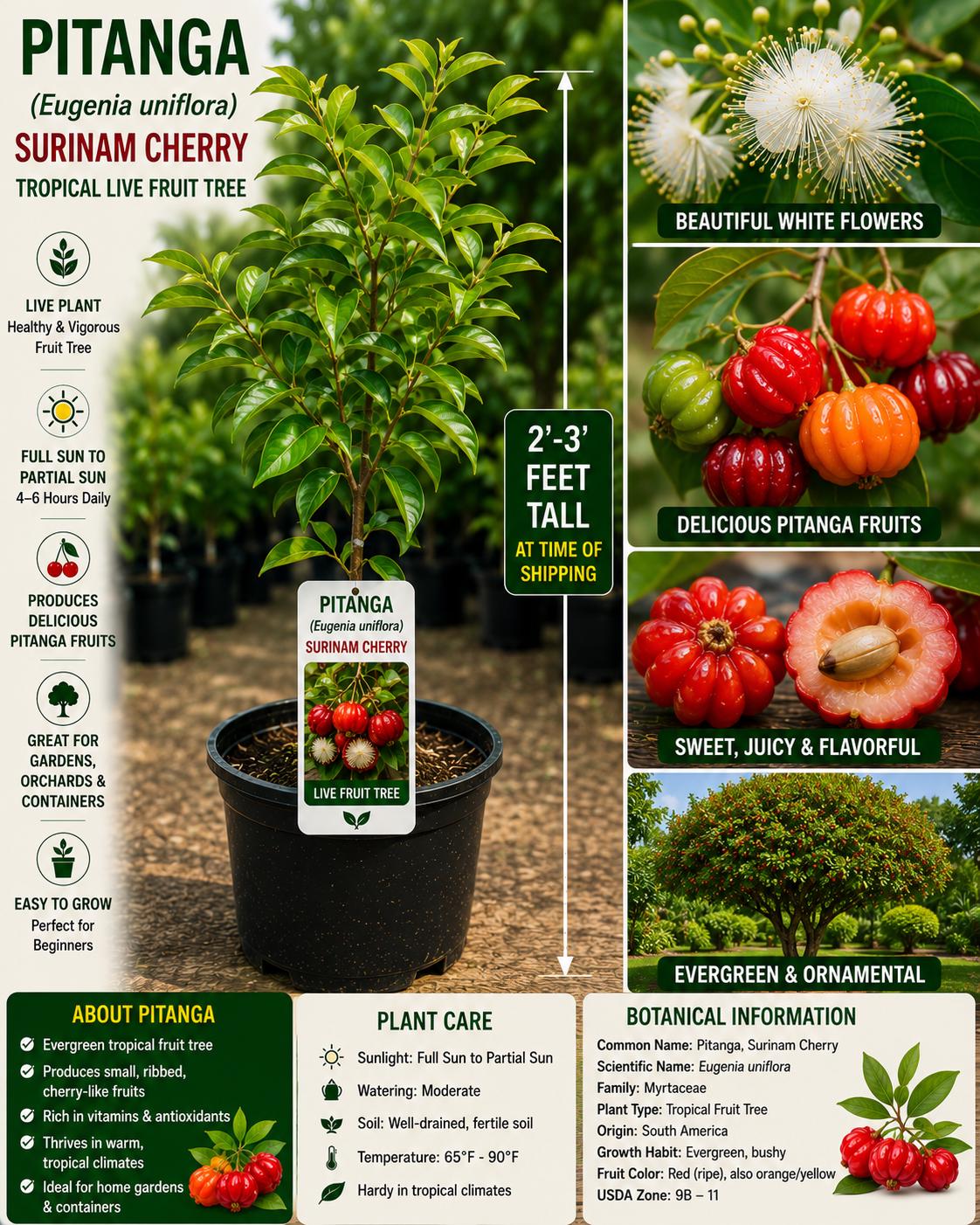 Pitanga Live Fruit Tree 2–3 Feet Tall – Eugenia uniflora Surinam Cherry Tropical Edible Garden Plant