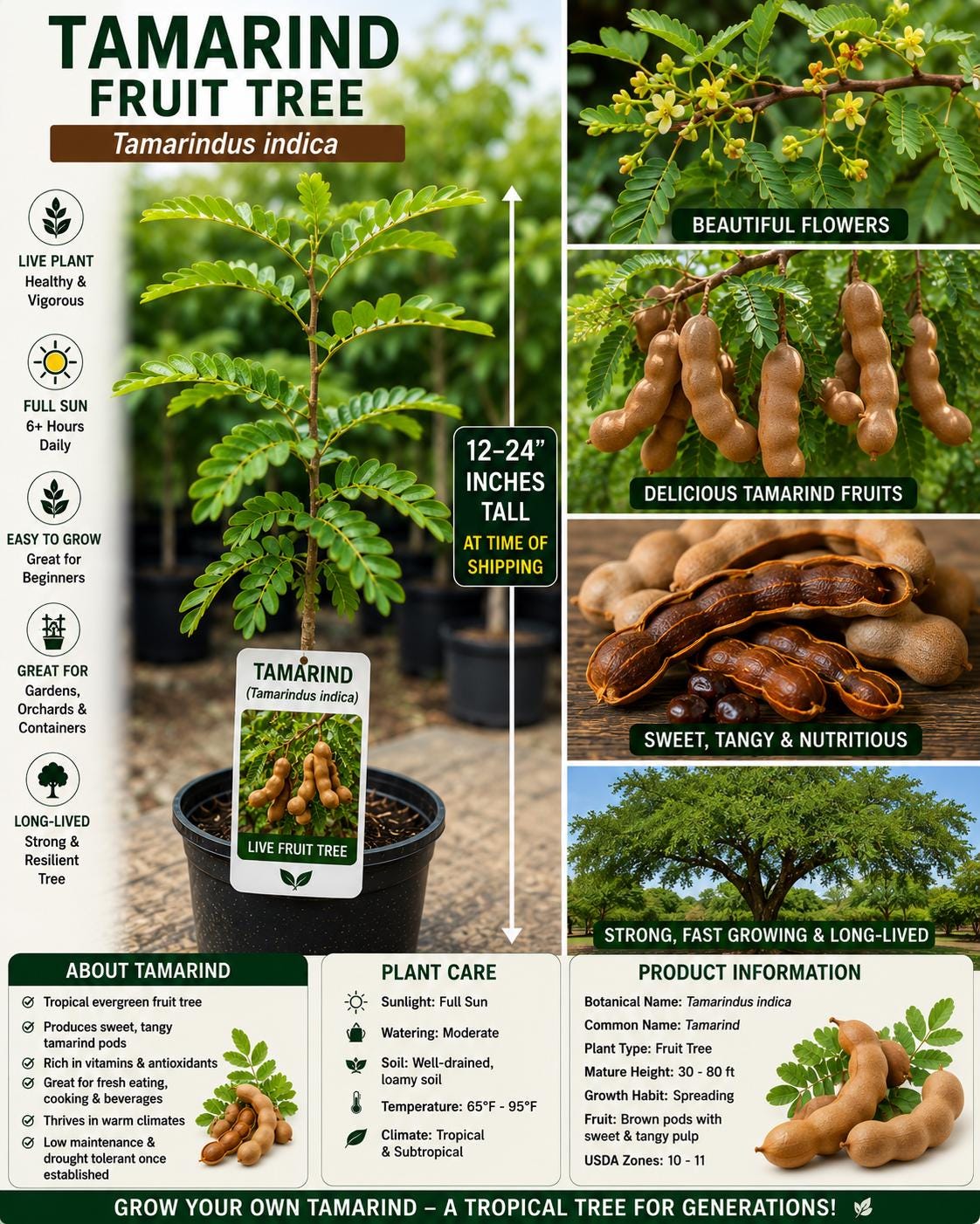 Tamarind Live Fruit Tree 12–24 Inches Tall – Tamarindus indica – Tropical Edible & Ornamental Plant