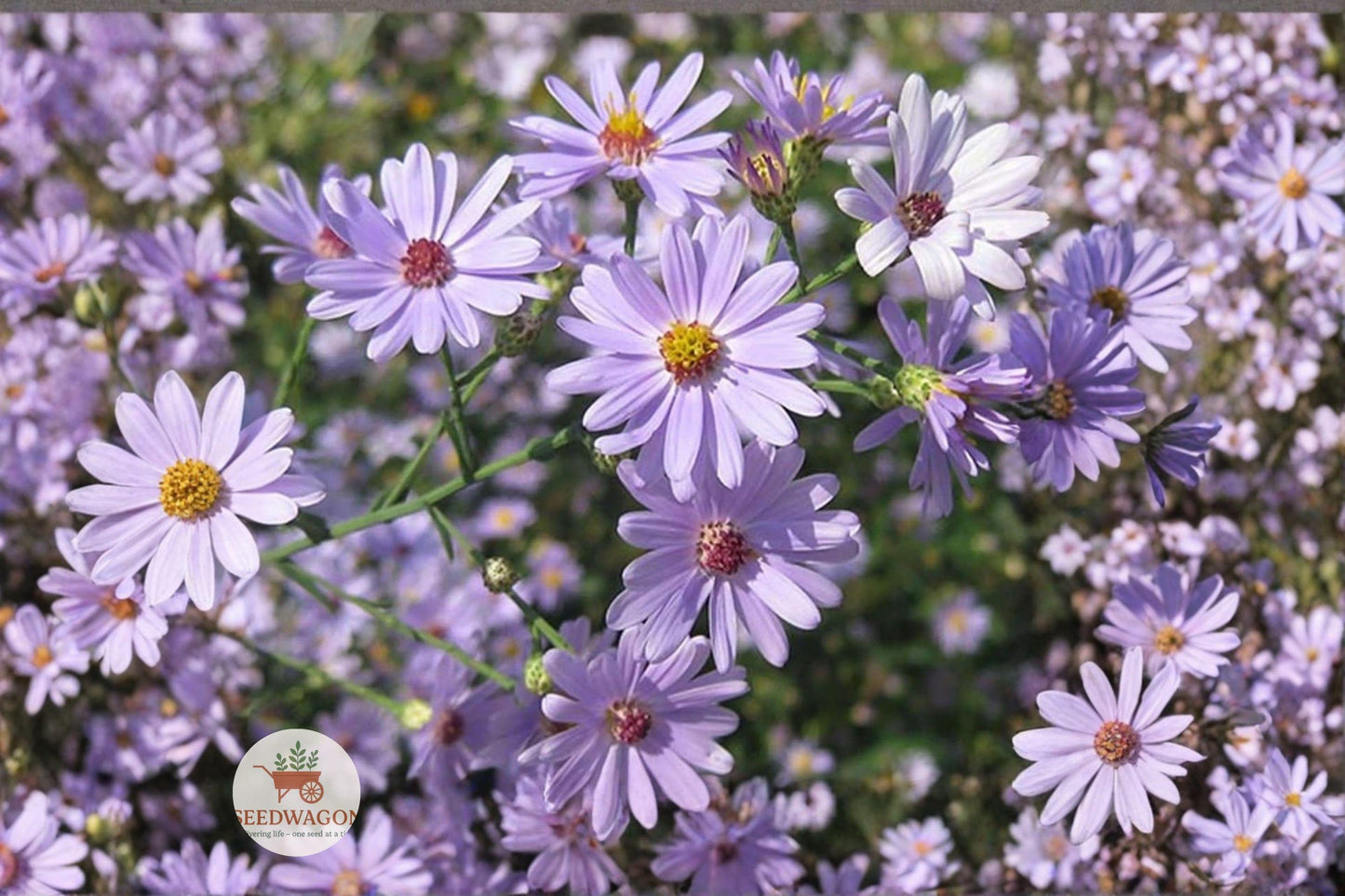 swamp aster seeds, native wildflower seeds, wetland plant seeds, pollinator garden seeds, purple daisy seeds, rain garden plants, native perennial seeds, butterfly attractant seeds, pond edge plants, moisture-loving seeds, fall blooming wildflowers, native meadow seeds, wet soil plants