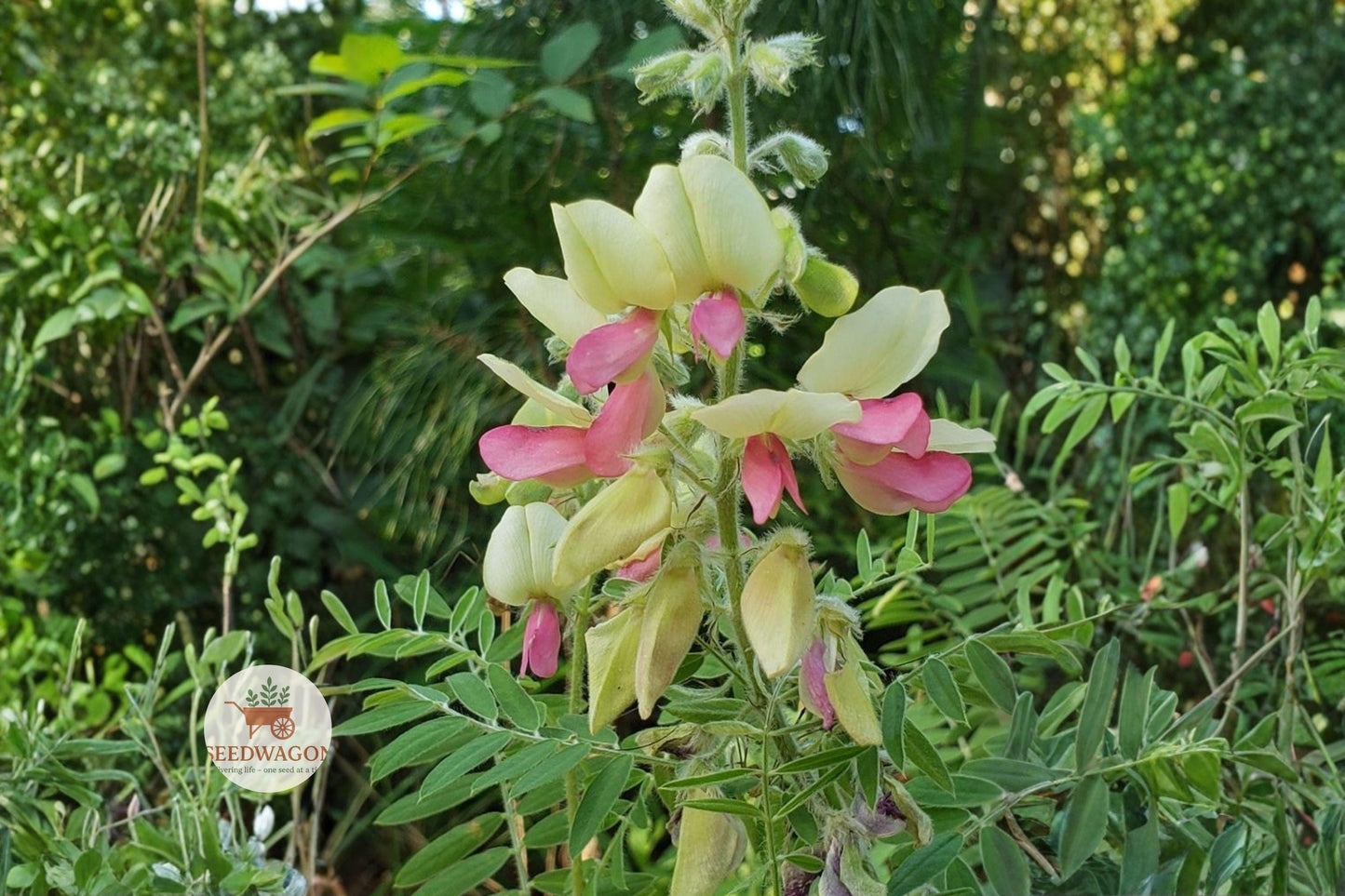 native wildflower seeds,goat’s rue plant seeds,pollinator garden seeds,sandy soil wildflower seeds,perennial native flowers,drought tolerant plant seeds,white pink flower seeds,prairie garden seeds,native pollinator plants,wildflower seed packets,bees butterfly friendly,low maintenance garden seeds,US native wildflowers
