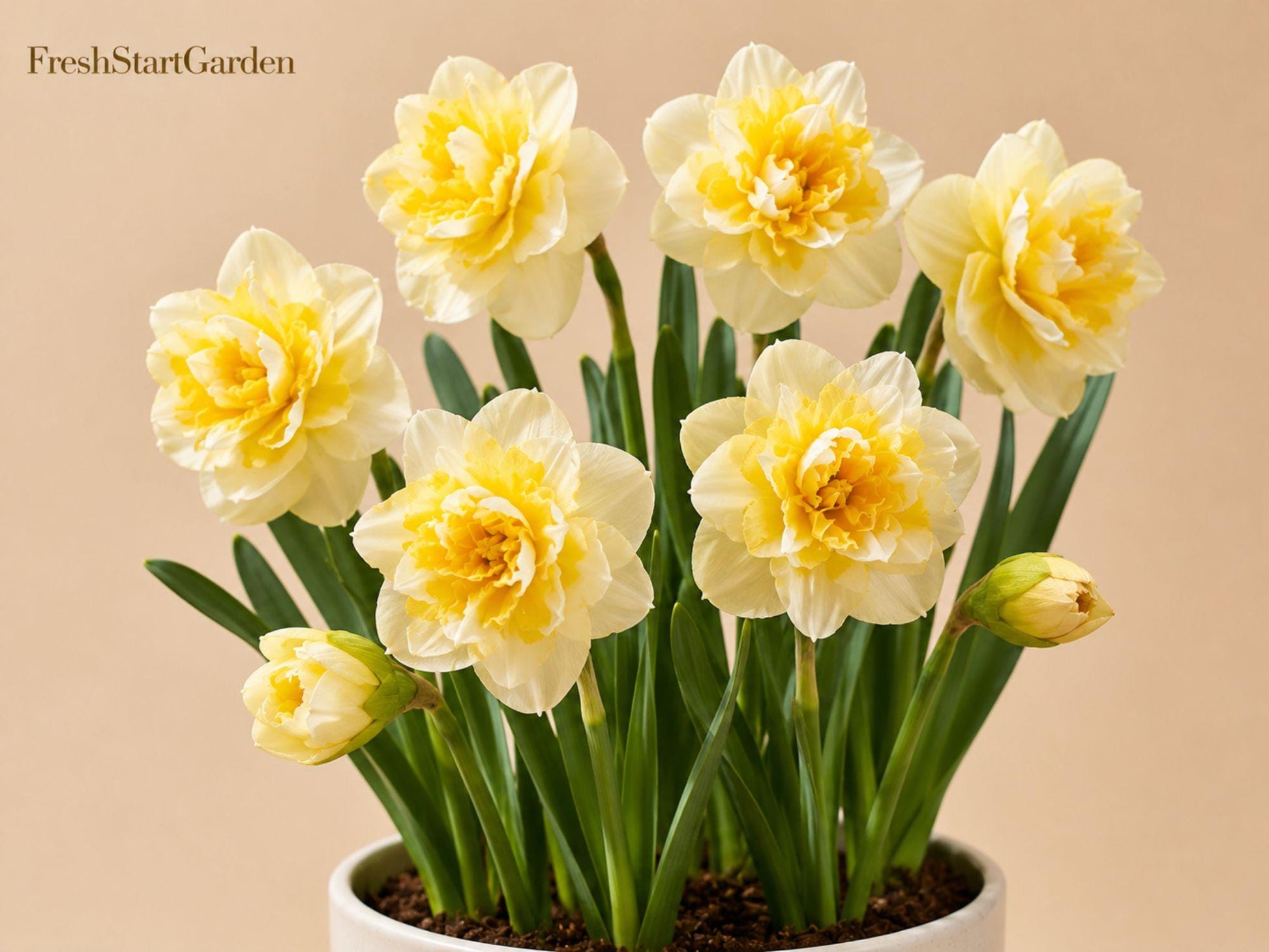 Replete Double Daffodil Bulbs – Narcissus Flowering Bulbs for Spring Garden, Borders, Containers, Perennial, Yellow & Peach