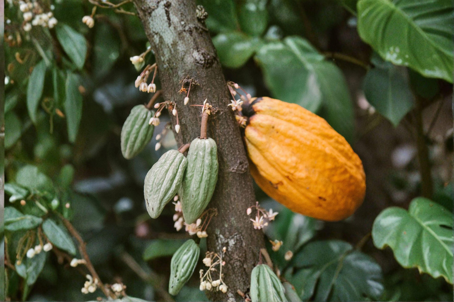 Cacao Tree Seed Theobroma cacao Tropical Plant for Indoor & Outdoor Growing, Chocolate Tree Seed