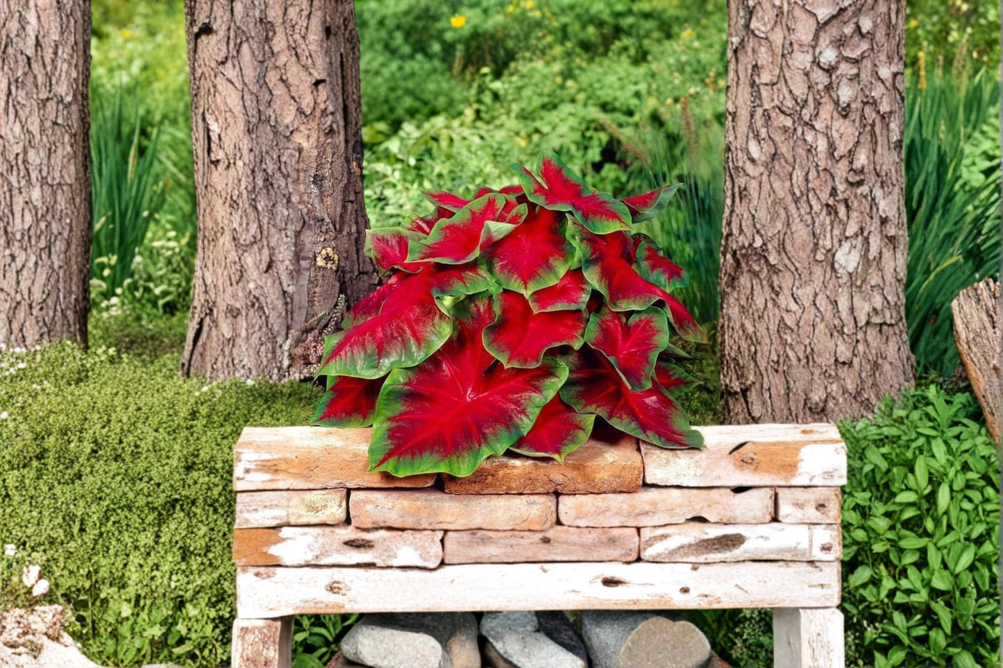 Florida Cardinal Caladium Bulbs – Vibrant Red Foliage, Shade Garden, Container Plant, Caladium bicolor, 6 Bulbs
