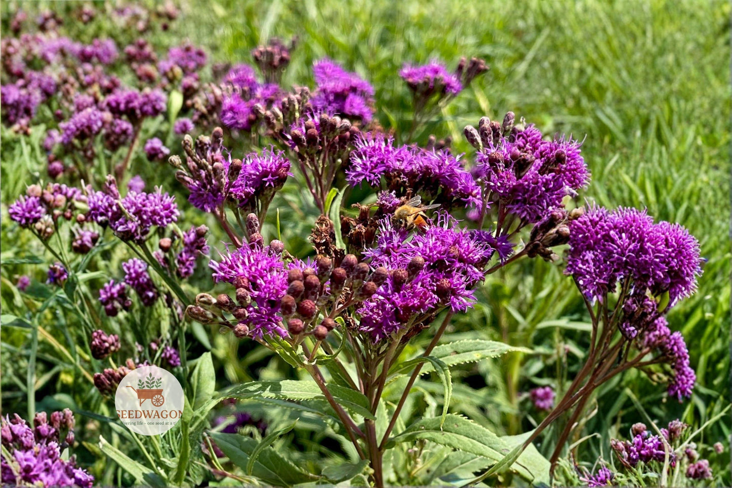 Tall Ironweed Seeds, Native Wildflower Seeds, Purple Flower Seeds, Pollinator Garden Seeds, Prairie Wildflower Seeds, Butterfly Attracting Seeds, Meadow Plant Seeds, Perennial Flower Seeds, Native Plant Seeds, Wildflower Seed Pack, Summer Bloom Seeds, Fall Flower Seeds, Eco-Friendly Seeds