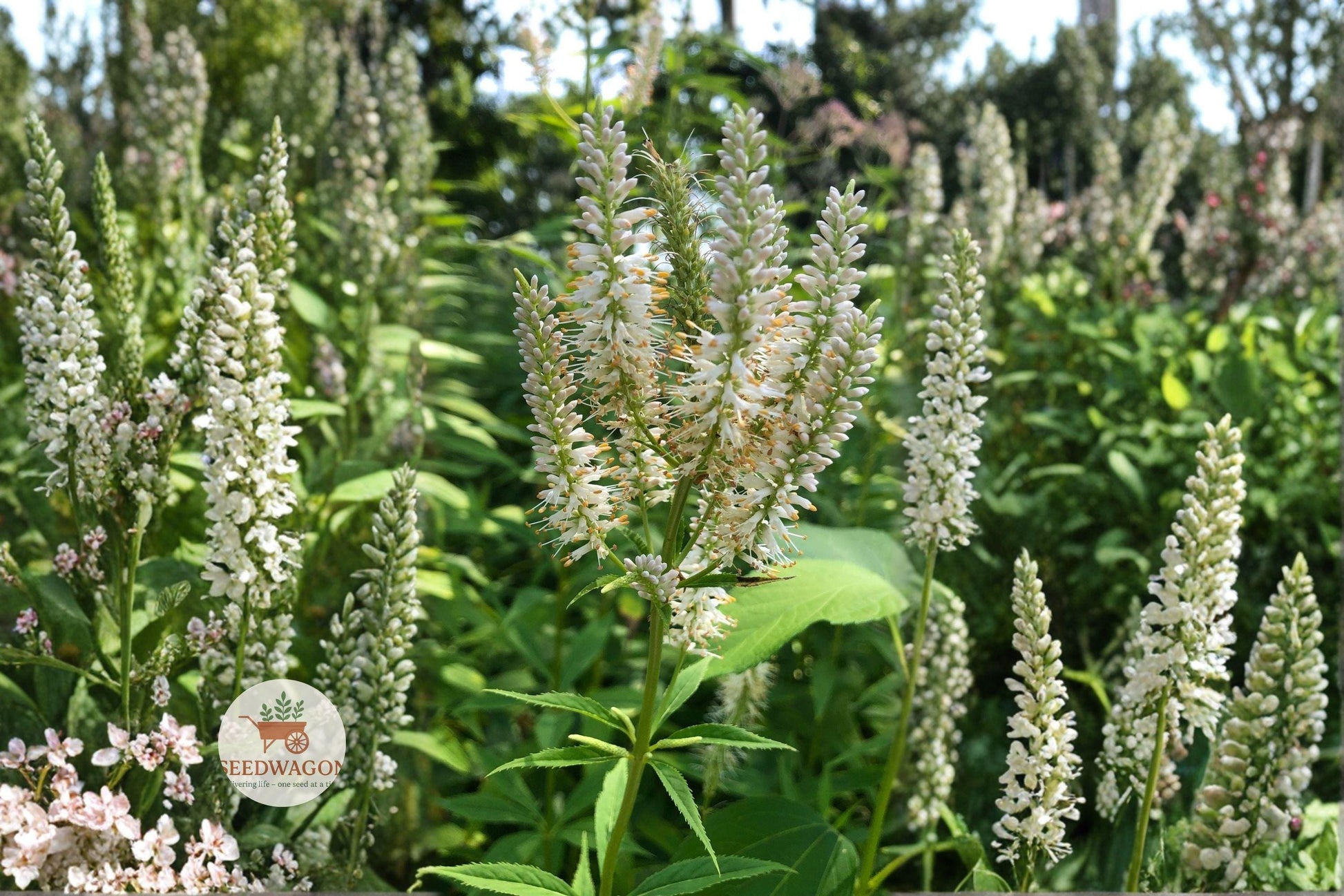 wildflower seeds, native plant seeds, pollinator garden seeds, prairie flower seeds, tall perennial seeds, white flower seeds, meadow planting seeds, cottage garden seeds, rain garden seeds, Veronicastrum virginicum, wildflower seed packet, native wildflower seeds, summer bloom seeds