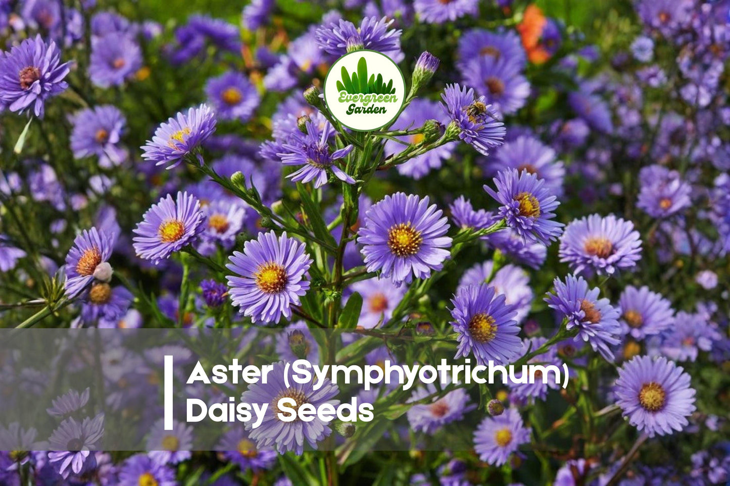 Aster Daisy Seeds – Symphyotrichum Mix for Borders, Wildflower & Pollinator Gardens, 200 Seeds
