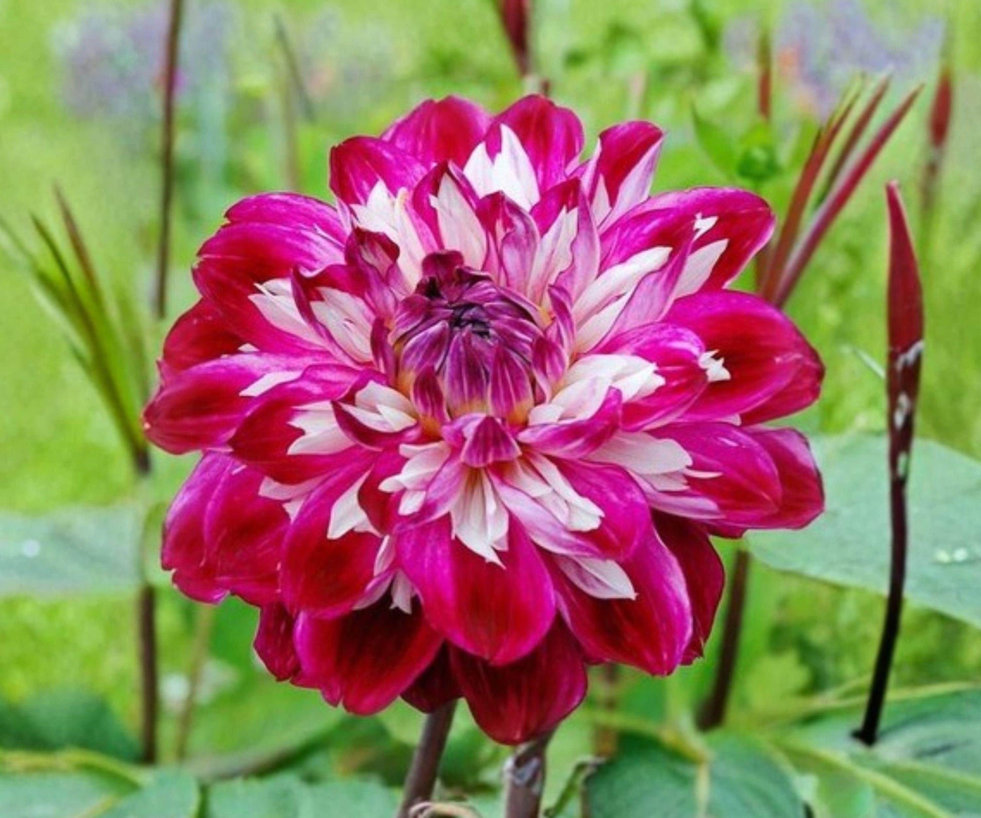 Dahlia Optical Illusion Tubers – Magenta Purple White Fully Double Flowering Garden Plants