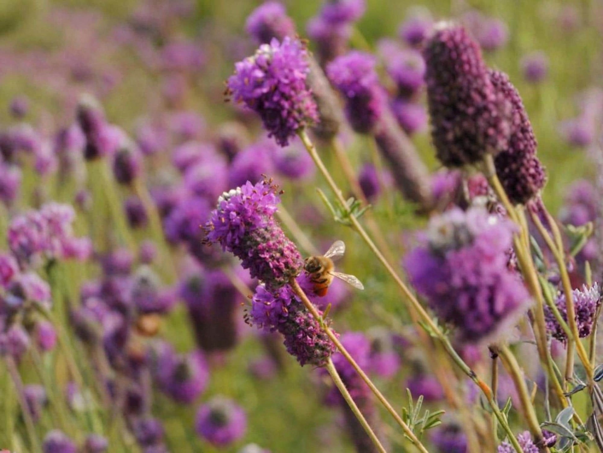Purple Prairie Clover Seeds – Dalea purpurea Wildflower Seeds for Pollinator Gardens, Cottage Garden, Meadow, Natural Landscape