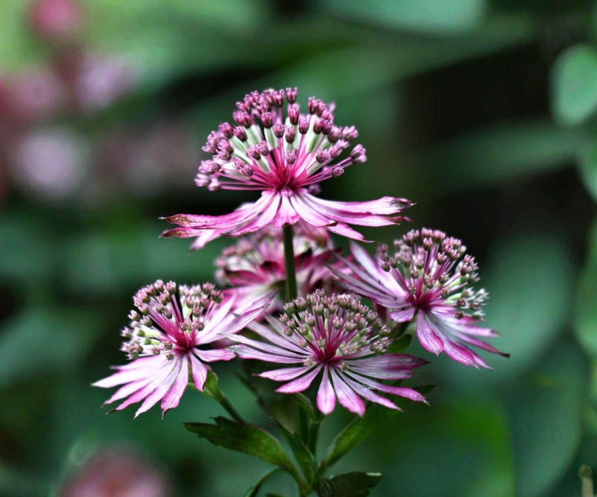 Astrantia Abbey Road Bare Root Plant – Burgundy Red Woodland Perennial, Zone 4-7, Herbaceous Flower, Cut Flower, Shade Garden