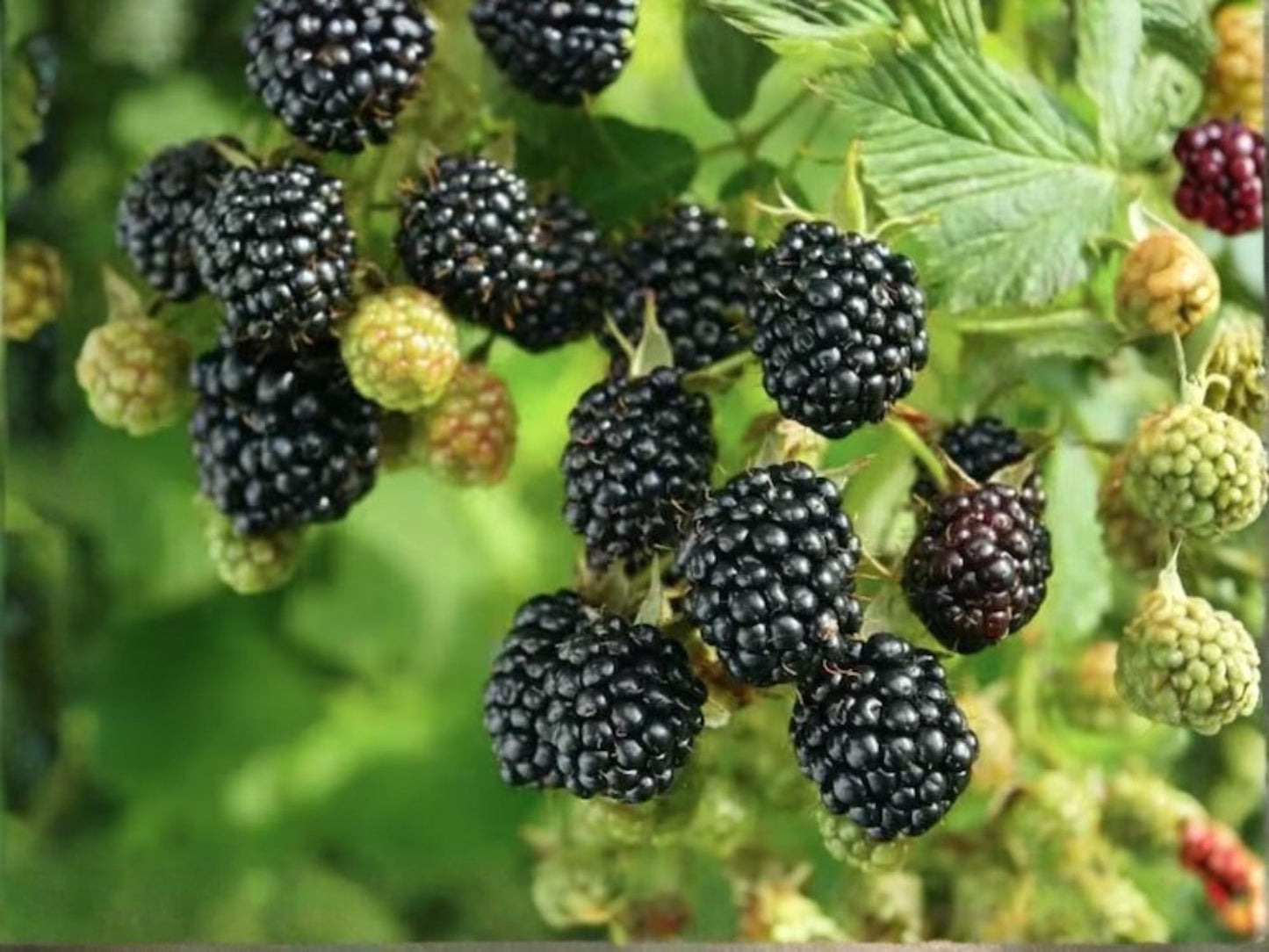 Ponca Blackberry Live Rooted Starter Plant – Thornless Rubus Fruit Shrub for Edible Gardens and Backyard Harvest