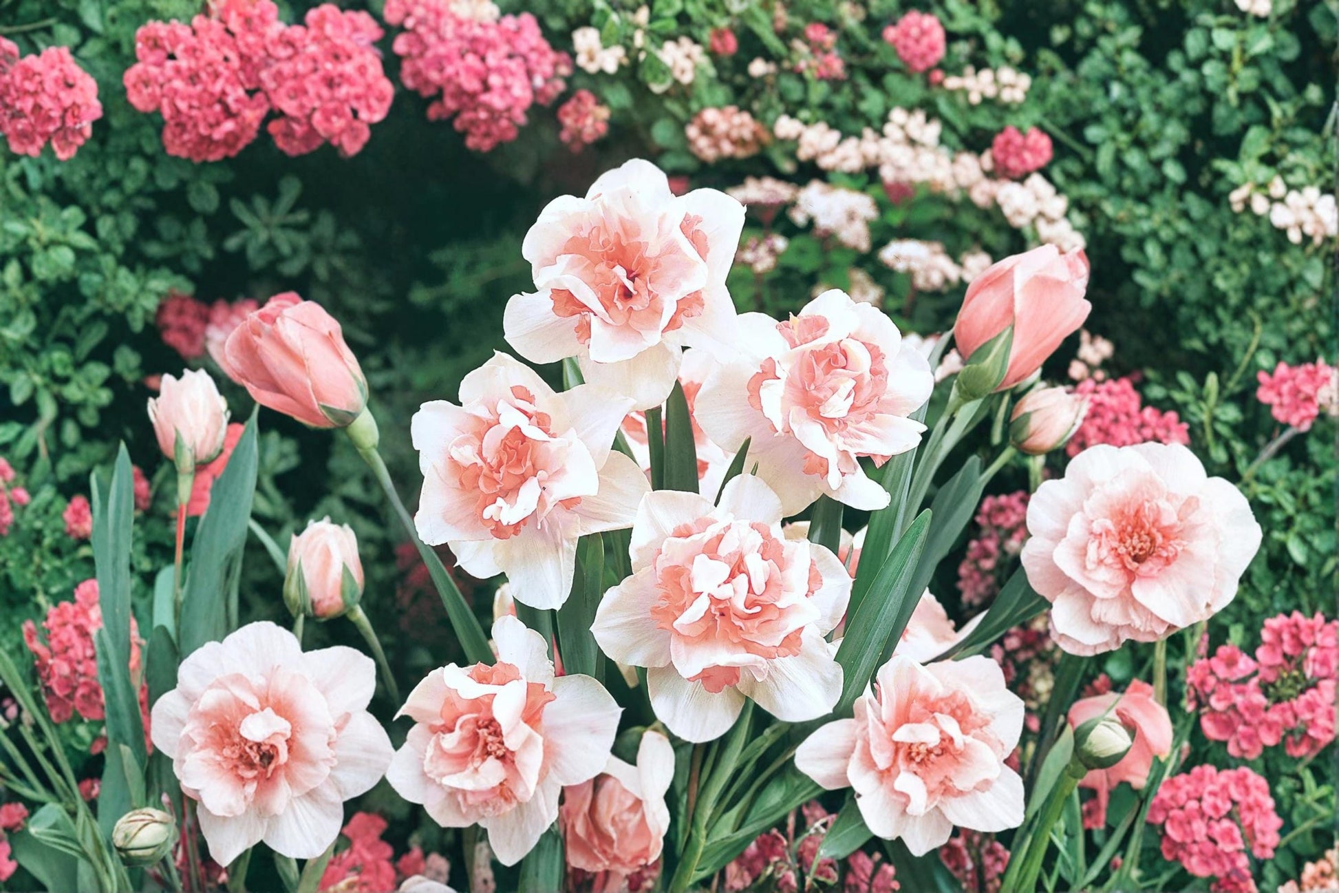 Replete Double Daffodil Bulb – Narcissus pseudonarcissus – Spring Flowering Bulb for Garden Beds & Borders