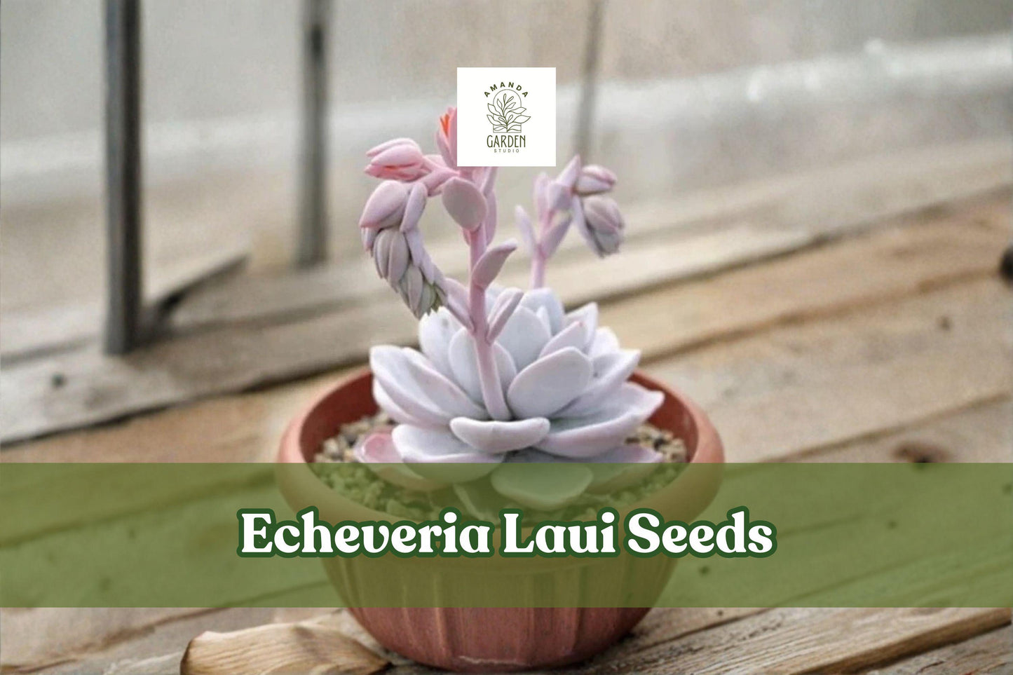 Echeveria Laui Seeds – 100 Pink Succulent Seeds, Rosette, Ornamental, Non-GMO, Indoor & Outdoor Plant