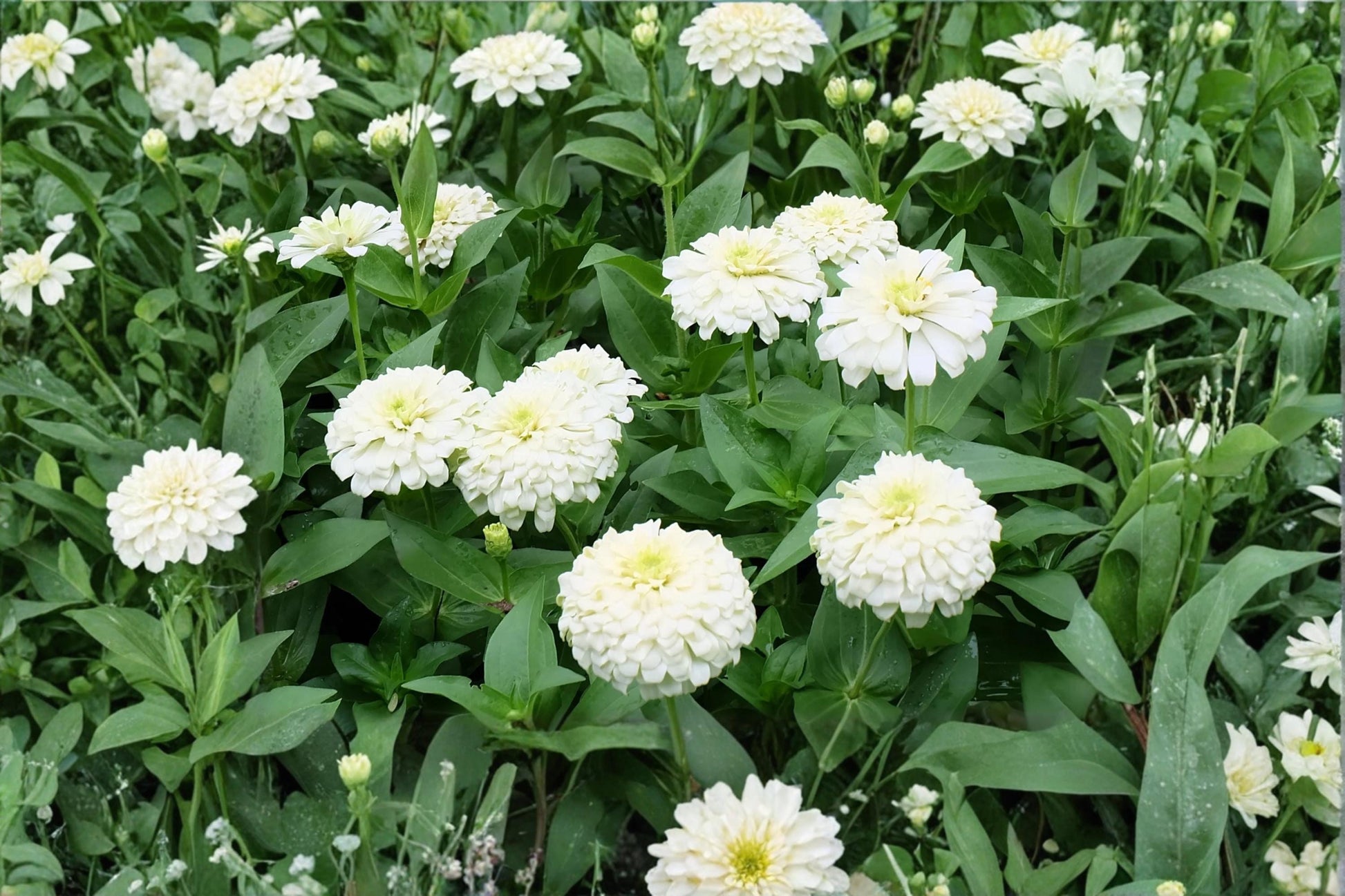 Polar Bear Zinnia Seeds – Zinnia elegans Dahlia-Flowered White Blooms for Garden Beds & Borders