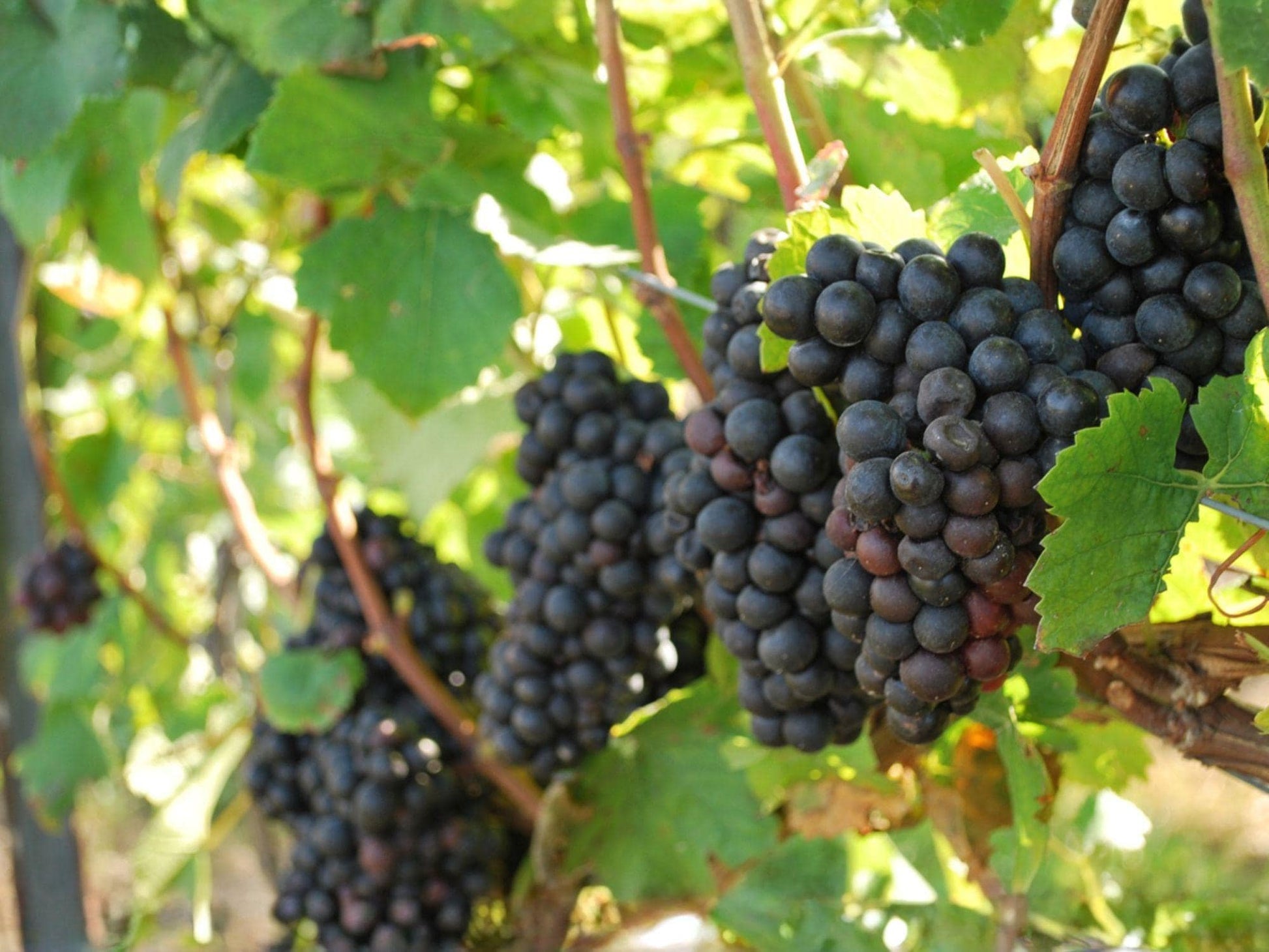 Native Muscadine Grape Vine 4 Inch Pot | Vitis rotundifolia | Climbing Fruit Vine for Edible Gardens