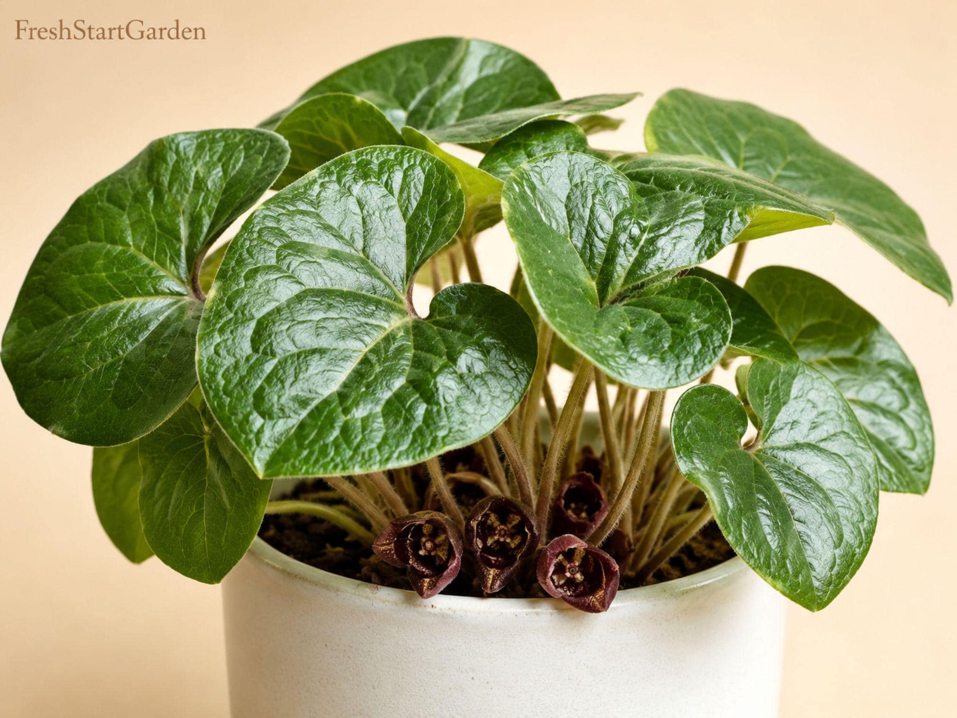 Wild Ginger Perennial Ground Cover Bare Root Asarum canadense Native Shade Plant, Woodland Garden, 5 Pack