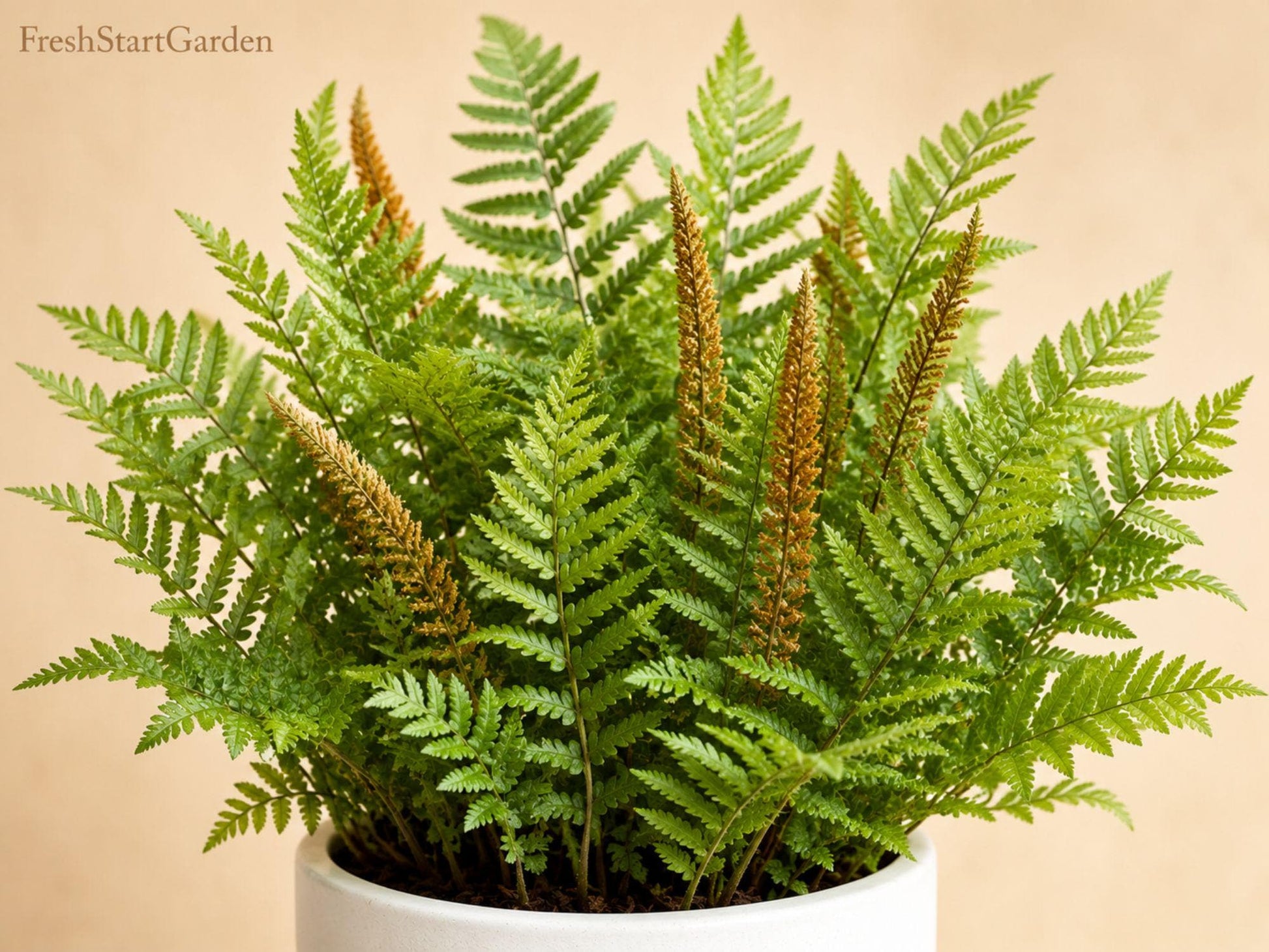 Cinnamon Fern Bare Root Plant | Osmunda cinnamomea | Native Shade Fern for Woodland Gardens