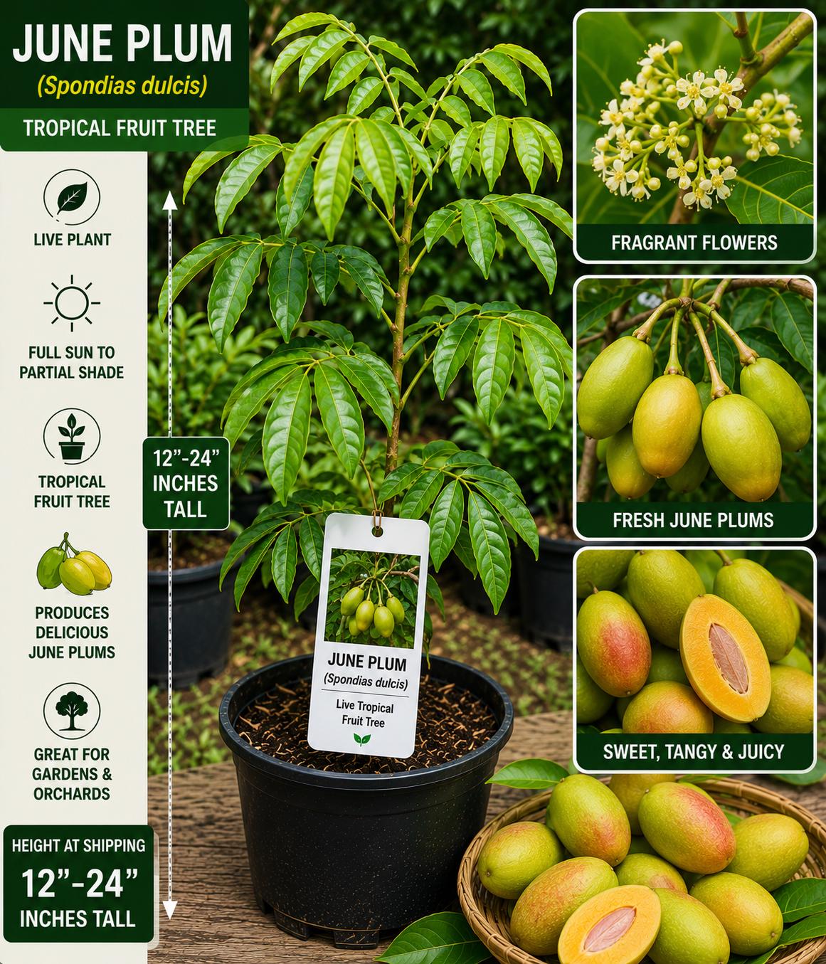June Plum Live Fruit Tree – Spondias dulcis – Tropical Edible Tree, 12–24 Inches Tall, Evergreen Fruit Tree for Backyard Gardens