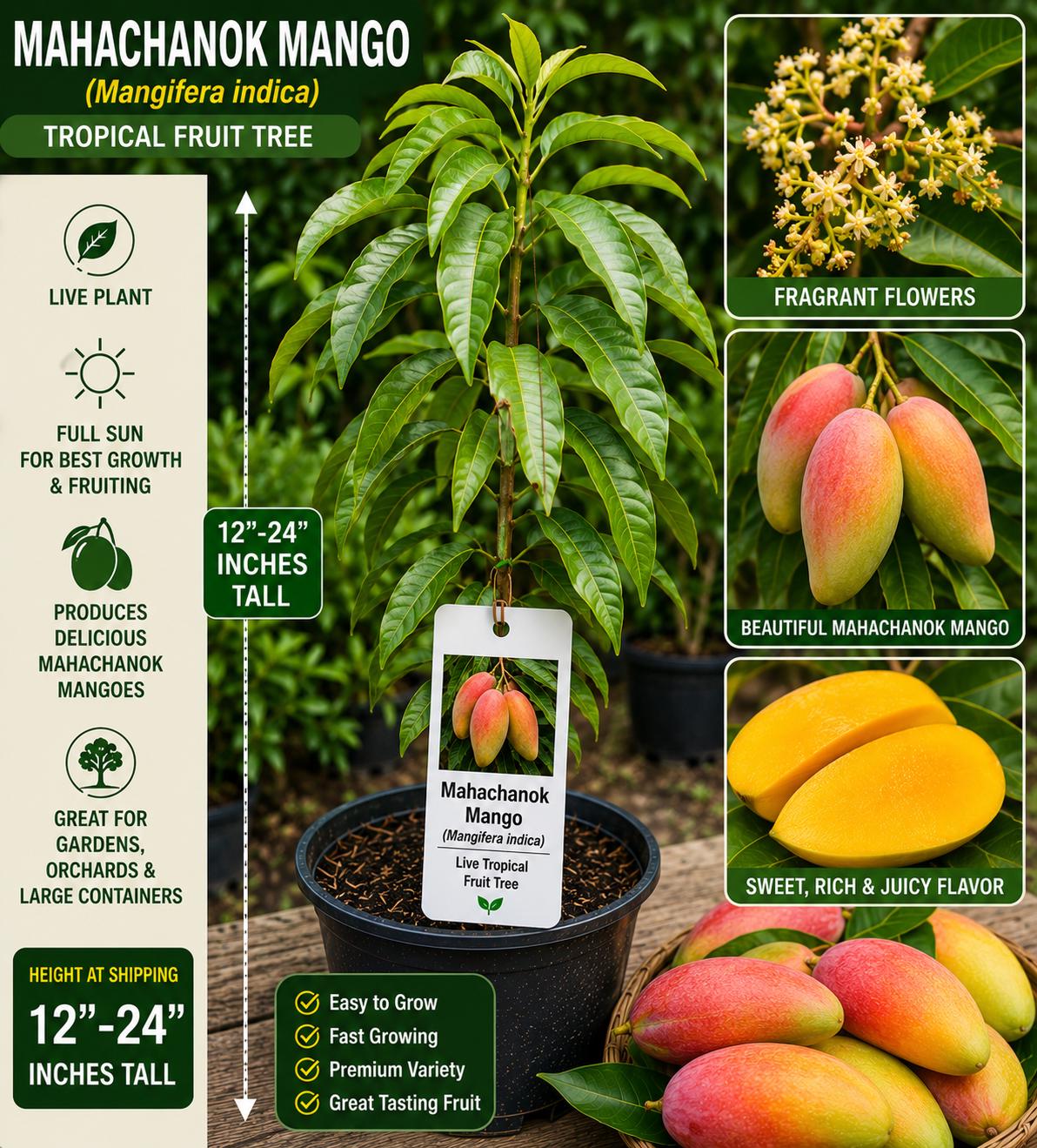 Mahachanok Mango Live Fruit Tree – 12–24 Inch Mangifera indica Tropical Edible Landscape Plant