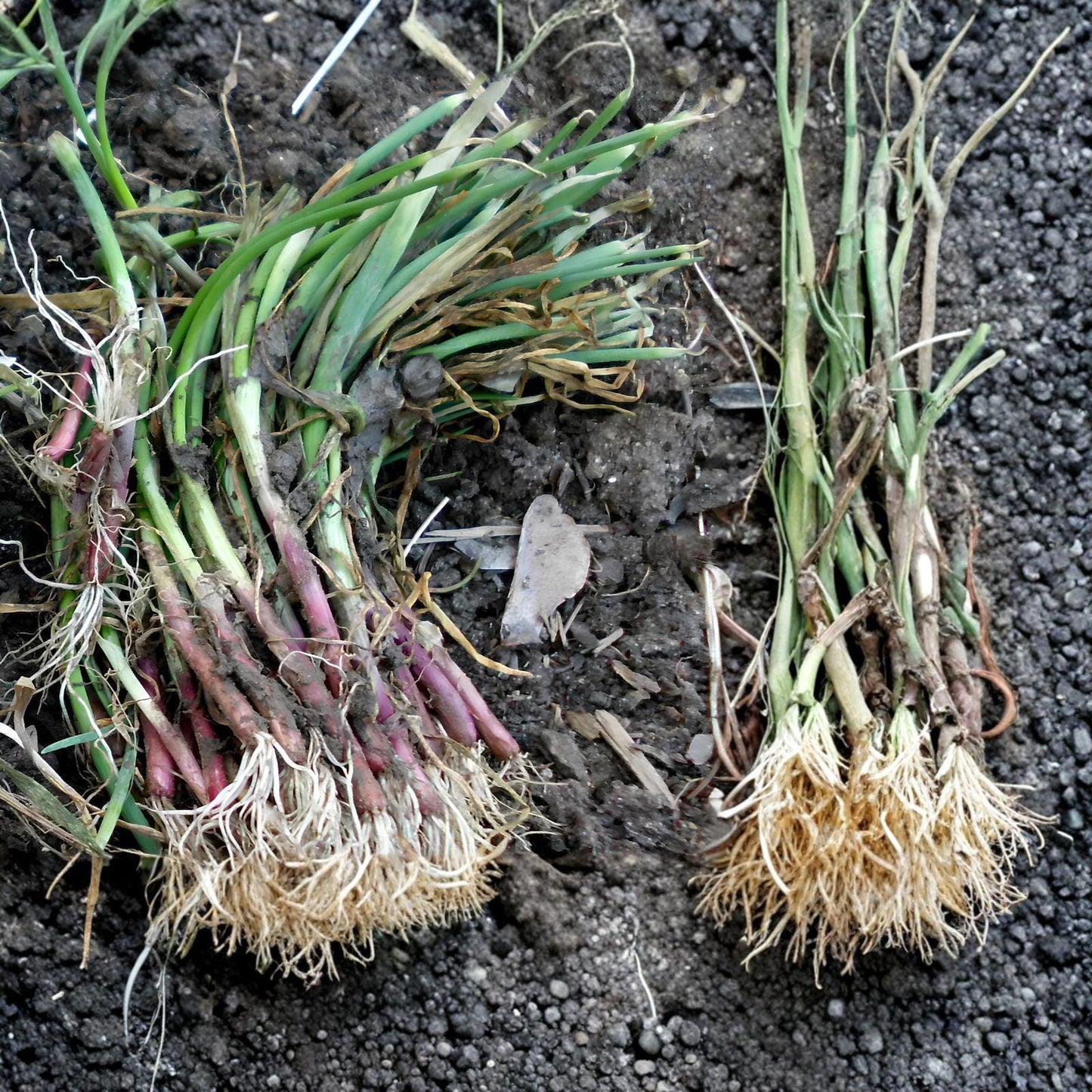 Candy Sweet Onion Starter Plants – Large Bulb Variety, Allium cepa, Live Vegetable Plants, Easy Grow, Sweet Flavor, Bundle of 30